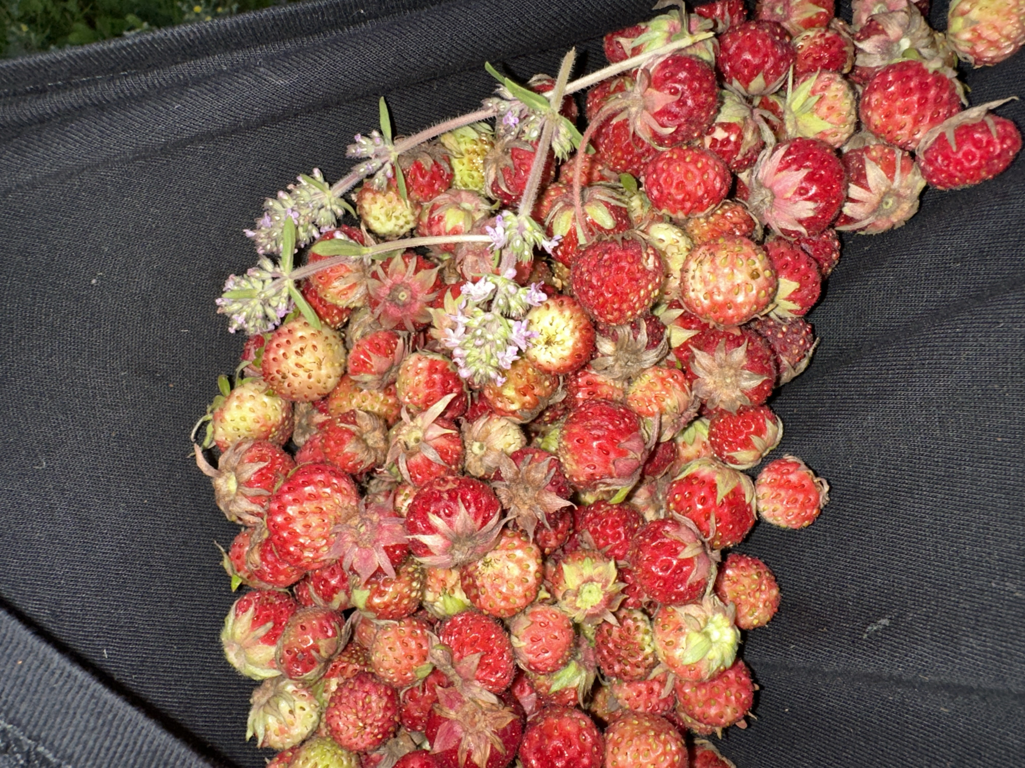 A close-up, overhead shot captures a pile of small, wild strawberries against a dark fabric background. The strawberries, varying in color from deep red to pale yellow and green, are clustered together. Some have visible seeds and green calyxes. Interspersed among the berries are sprigs of a flowering plant with small, light purple blossoms and green leaves. The fabric appears to be a textured material, possibly canvas or denim, and it is draped in a way that suggests it might be a bag or a garment. The lighting is dim, creating soft shadows and highlighting the textures of the fruit and fabric. There are no people or animals present in the image. The location is unknown.
