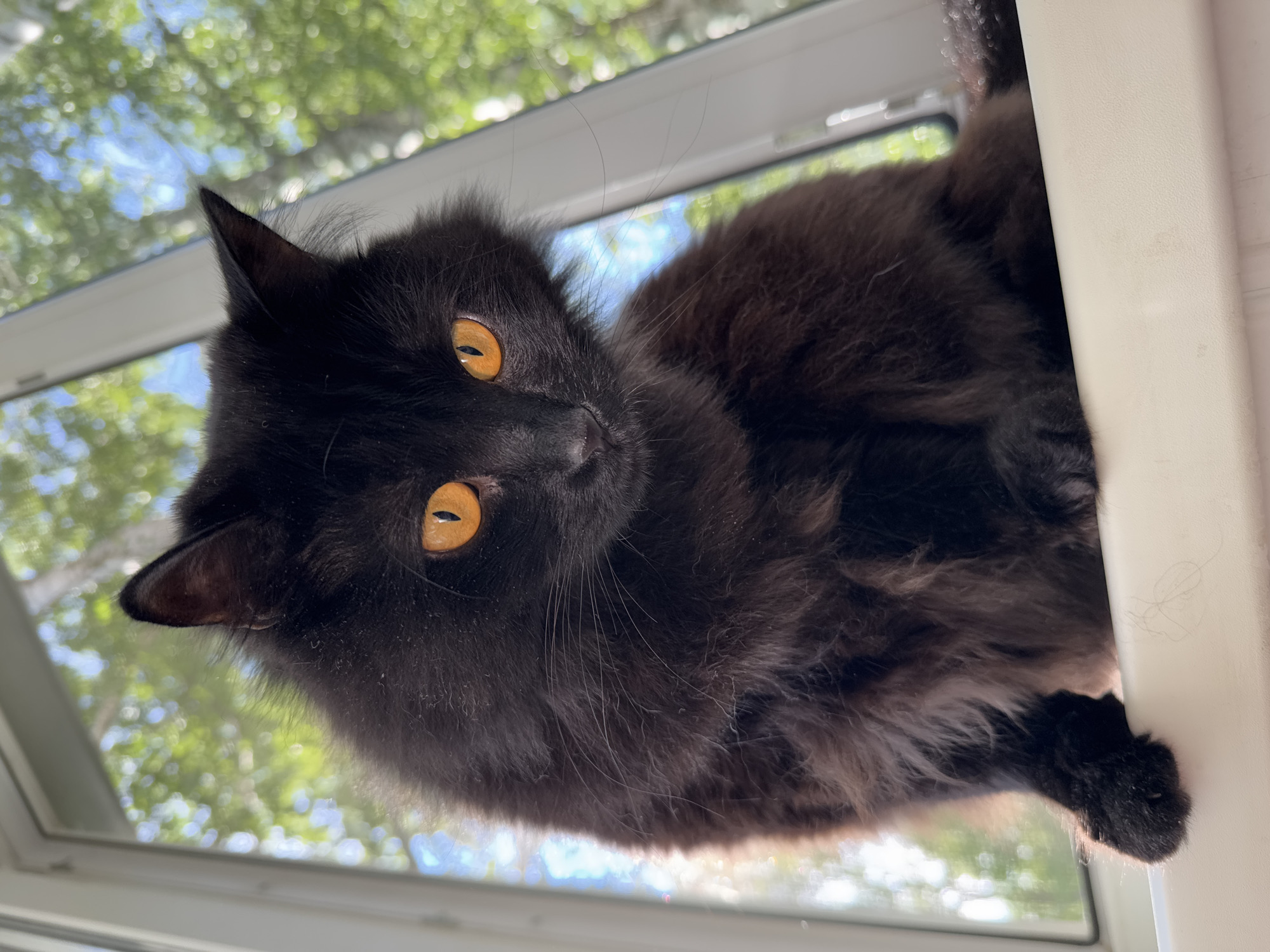 A black cat with golden eyes is sitting on a windowsill. The window overlooks greenery, possibly trees, and a blurred blue sky. The cat's fur is long and fluffy. The windowsill is white. The location is not evident in the image, and therefore cannot be verified as Chaikovsky, Russia.