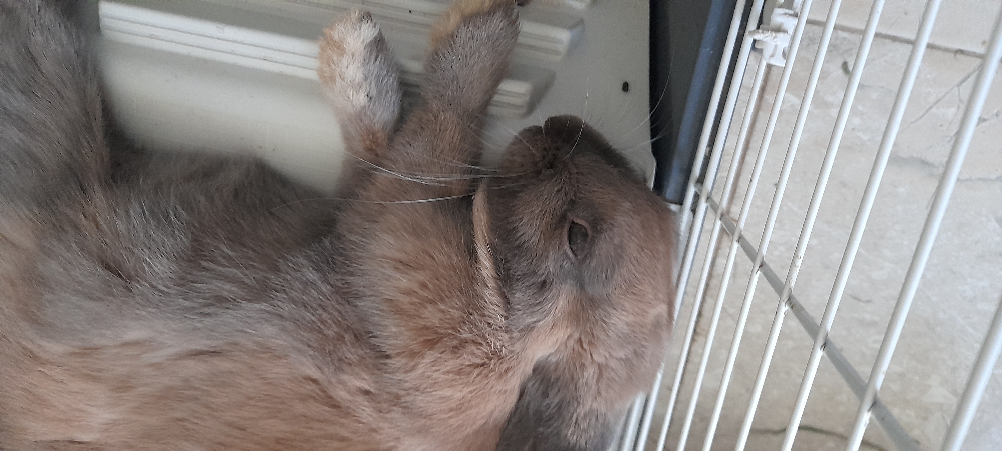 An overhead, close-up, full shot shows a grey and tan rabbit lying on its back on a white wire cage floor and a white grate. The rabbit is on its back with its head facing the left side of the frame and its body extending towards the top right. The rabbit's fur is a mix of light grey and tan. Its right ear is visible, folded over its head. Its right eye is open and dark brown. Its right front paw is extended, with its claws visible. The rabbit's left hind leg is visible, bent at the knee. The rabbit is on a white wire cage floor, with thin, parallel wires forming the base. Behind the rabbit is a white, plastic grate, also with parallel grooves. The background is out of focus and appears to be a light-colored tiled floor.