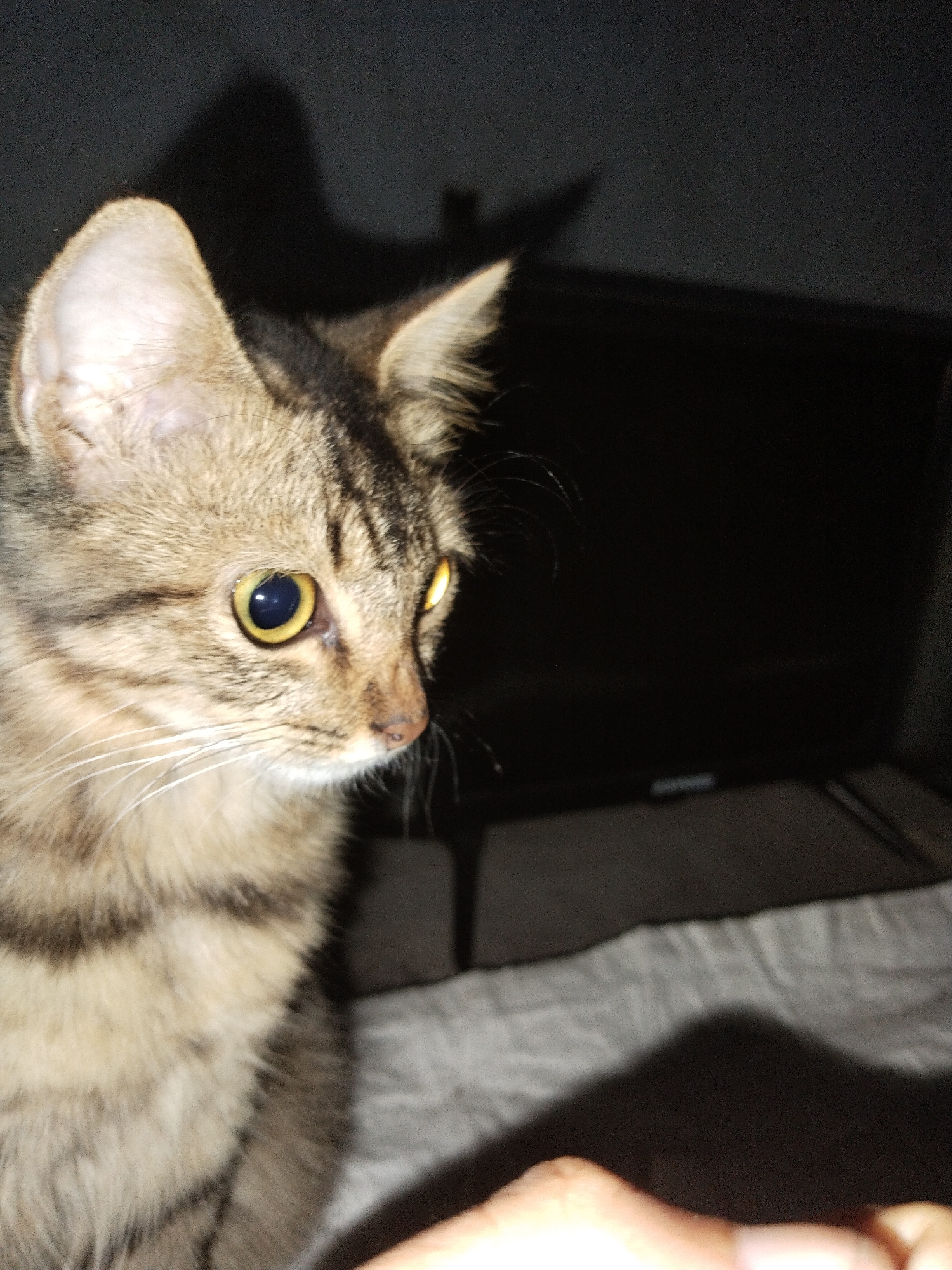 A brown tabby cat with yellow eyes is the central subject of the image. The cat is positioned in the foreground, looking to the right. Behind the cat, there is a blurry TV on a stand with bedding draped in front of it. A dark shadow is cast on the bedding. The photo appears to be taken indoors. The location, Jetis, Indonesia, cannot be verified from the image alone.
