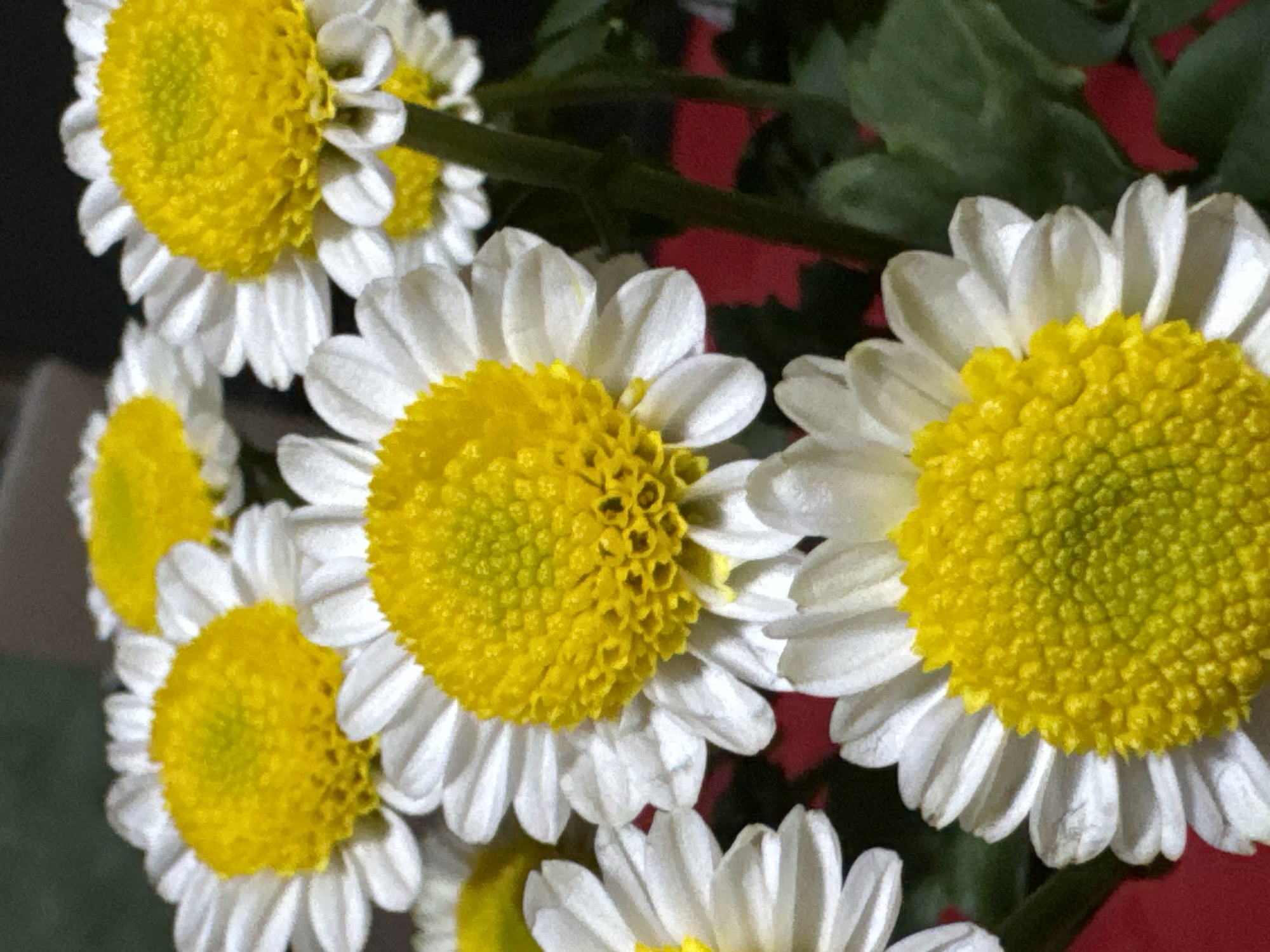 A close-up, vertical, medium shot depicts a bouquet of white daisy-like flowers with bright yellow centers, arranged closely together. The flowers are the primary focus, with their petals appearing delicate and slightly ruffled. Several flower heads are visible, some in sharp focus and others slightly blurred due to the shallow depth of field. Green stems and leaves are interspersed among the flowers, adding a natural element. The background is a mix of dark, indistinct shapes and a deep red surface that may be fabric or a decorative element. The lighting is bright, highlighting the textures and colors of the flowers. The image does not depict any identifiable landmarks or specific locations within Waterford, Ireland, or any other city.