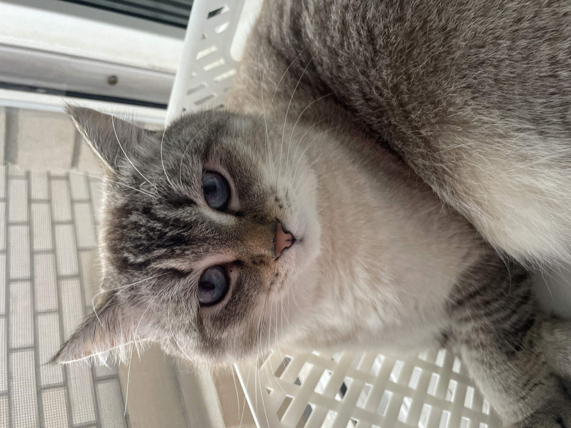 A lynx-point Siamese cat with blue eyes is sitting in a white plastic laundry basket. The cat's fur is cream-colored on its chest and belly, with tabby markings on its face, ears, and legs. The cat is looking directly at the camera. In the background, a brick wall and a window with blinds are visible. The scene appears to be indoors. There is no information about the location of Votkinsk, Russia in the image.