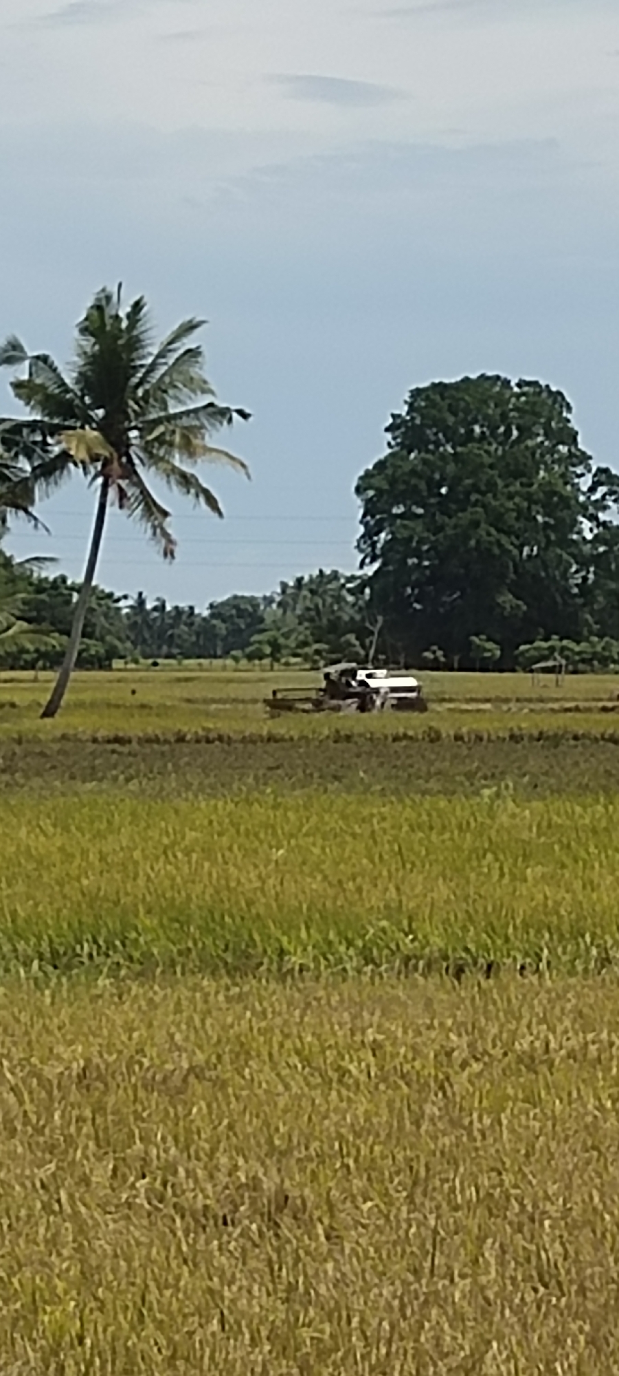 The image depicts a rural landscape in Aluegunto, Indonesia, dominated by a large expanse of rice paddy field in the foreground. The rice is a golden-yellow color, indicating it's nearing harvest time. A lone coconut palm stands to the left, leaning slightly. In the middle ground, a white tractor-like machine is visible amidst the field, partially obscured by the rice. Behind the rice paddy and tractor, there is a line of trees, including a particularly large, rounded tree on the right. Power lines run across the horizon. The sky is pale blue with some wispy clouds.