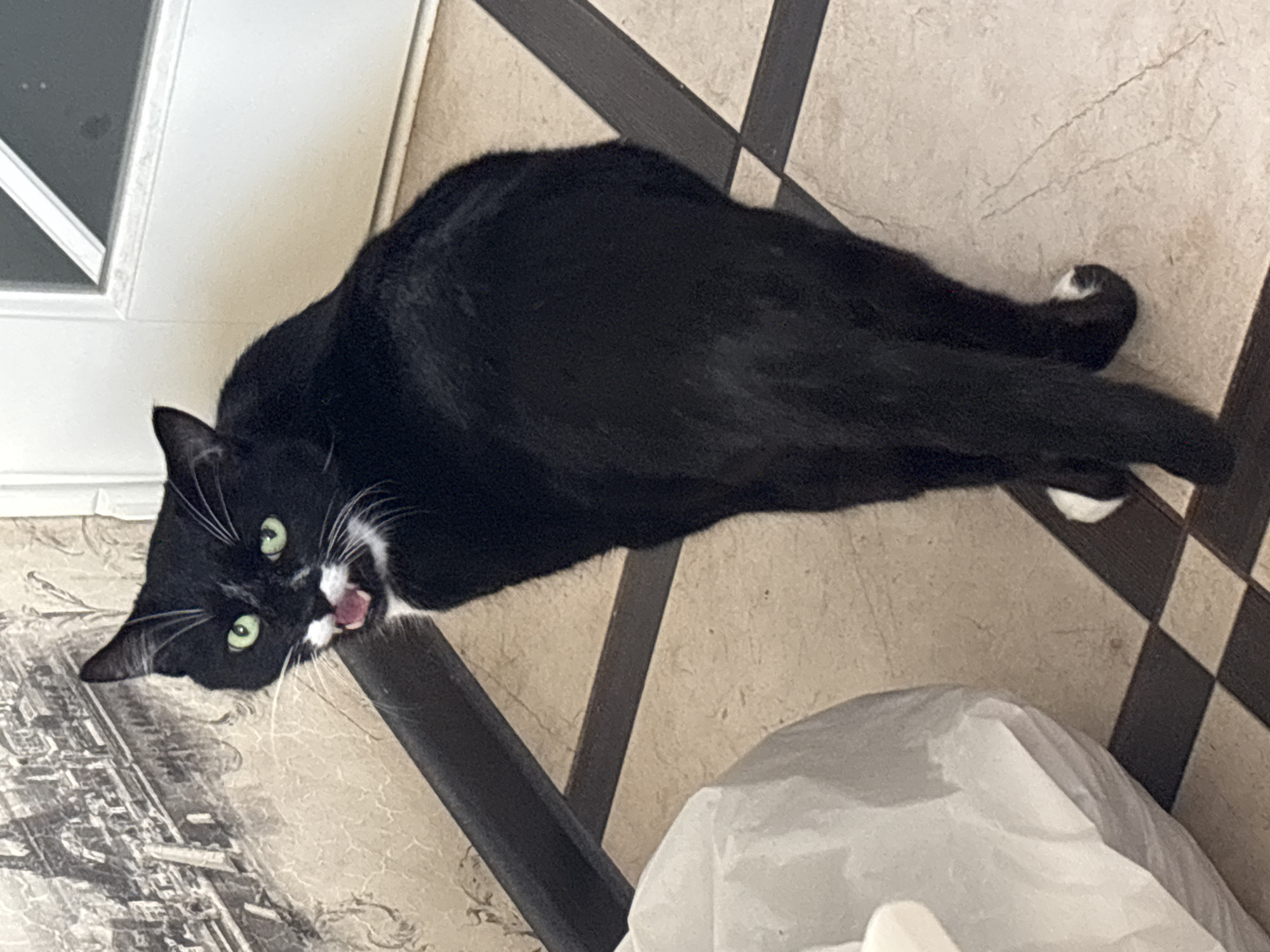 A black and white cat is facing away from the camera, looking over its shoulder with its mouth open and teeth bared. The cat is standing on a tiled floor. Behind the cat is a white door and a wall with a patterned wallpaper. To the left of the cat is a large white object, possibly a trash bag. The scene appears to be indoors, possibly in a home. There is no indication of the city of Bila Tserkva, Ukraine, or any other specific location.