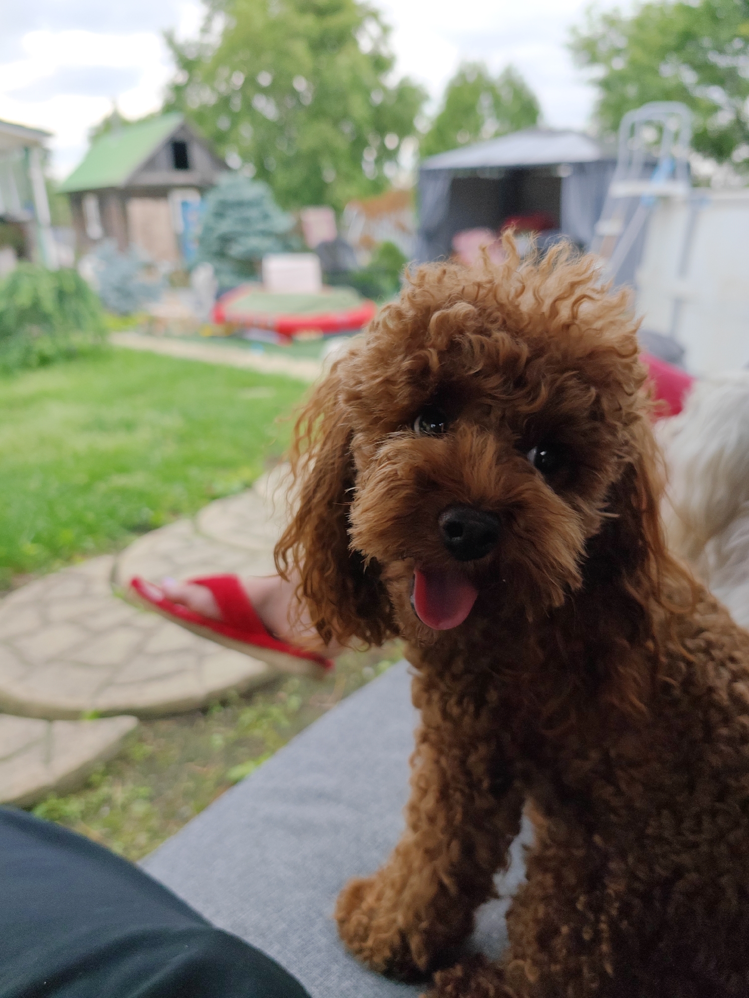 A brown poodle with curly fur sits on a gray cushion outdoors. The dog's tongue is sticking out. In the background, there is a green lawn, a paved path with a red sandal, a wooden building with a green roof, and a white gazebo. The location is in the village of Devjatyj Val, Russia.