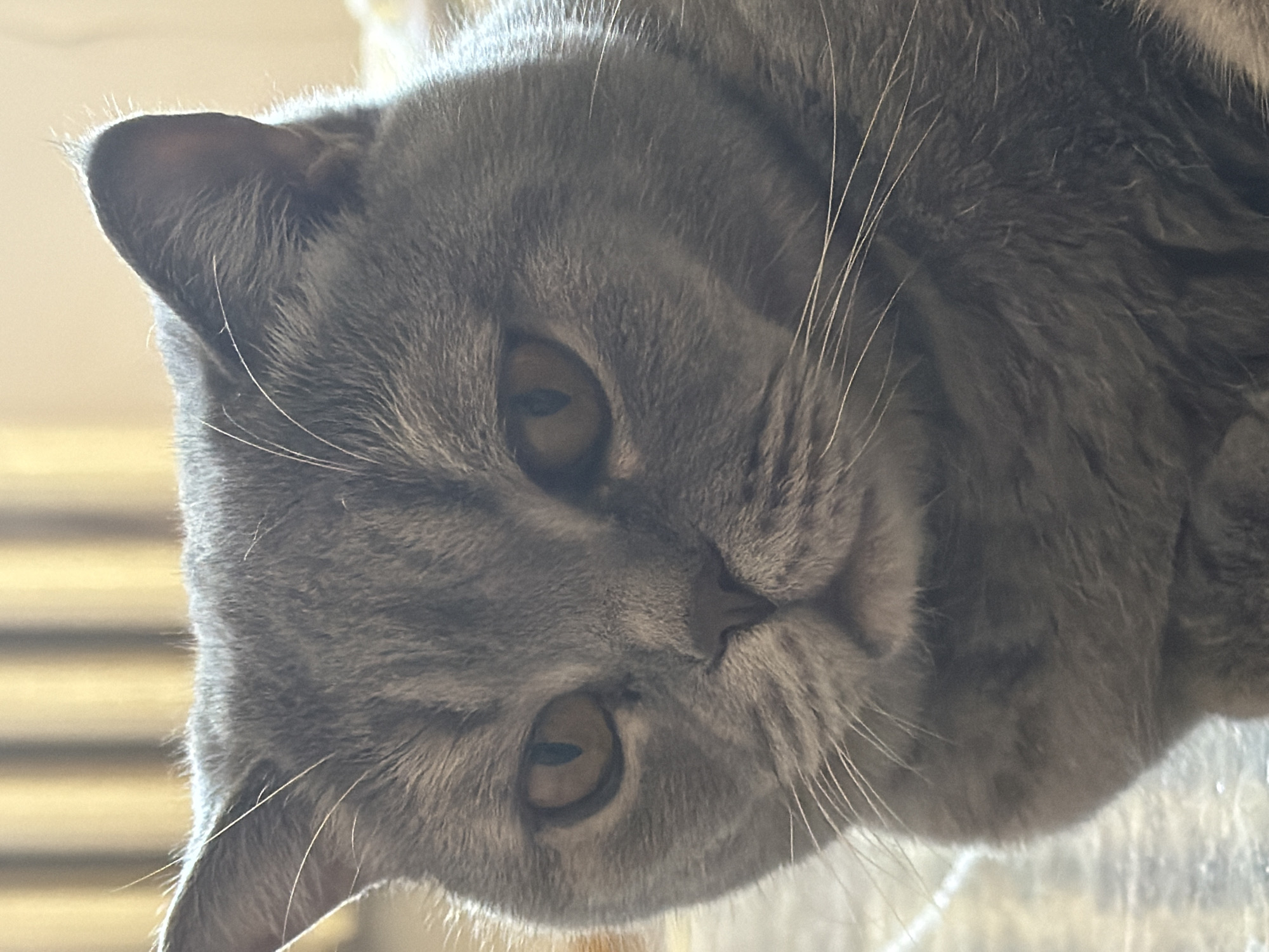 The image shows a close-up of a gray cat with golden eyes. The cat's face is tilted slightly to the side. The background is blurred. It's not possible to determine the location as Perm, Russia from this image alone.