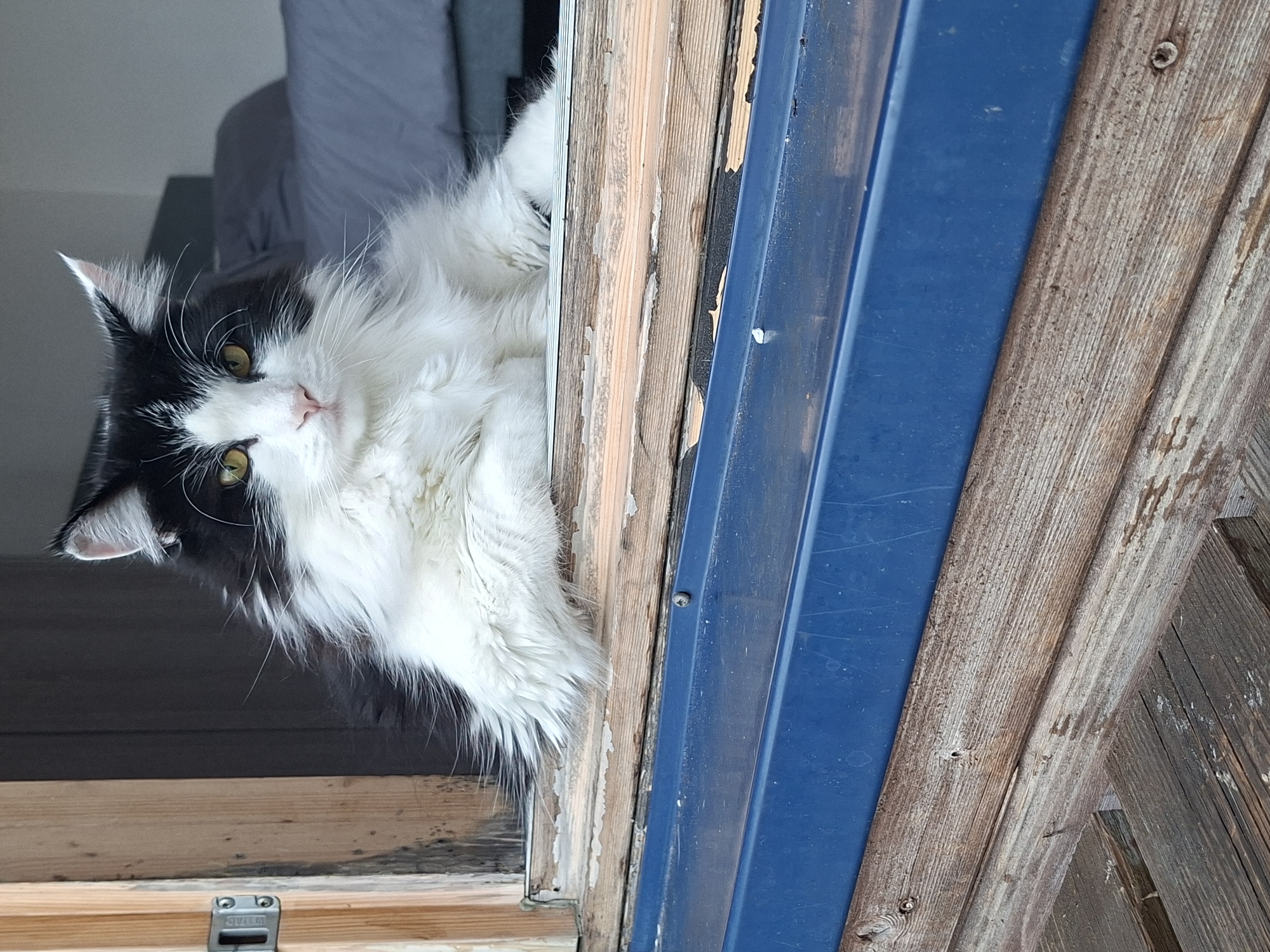 A black and white long-haired cat with yellow eyes is sitting in a window frame. The cat is looking directly at the camera. The window frame is made of weathered wood and has peeling blue paint on the bottom. In the background, a bed with grey bedding is visible. The scene appears to be indoors, likely a residential setting. There is no indication of the cat's location in London, United Kingdom.