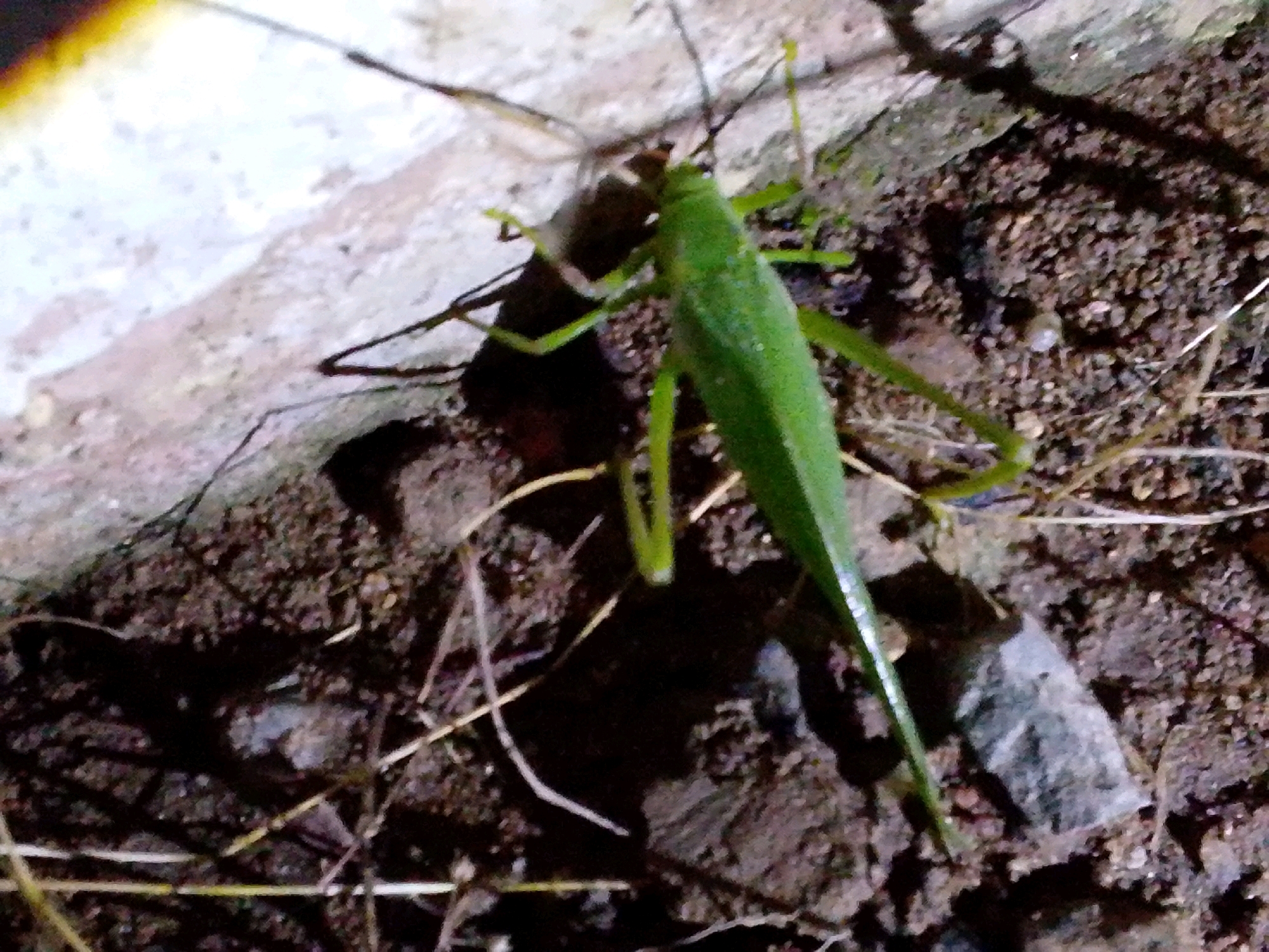 A green grasshopper is positioned in the center of the frame, its body elongated and its legs splayed. It is situated on a dark, earthy surface with scattered pebbles and dry vegetation. To the left of the grasshopper, a light-colored, textured surface, possibly concrete or stone, is visible, showing some unevenness and a hint of yellow in the upper left corner. Shadows are cast on the ground, suggesting an overhead light source. The overall scene is an outdoor, natural environment. The image does not contain any visual information that could be used to determine its location in Serti, Nigeria.