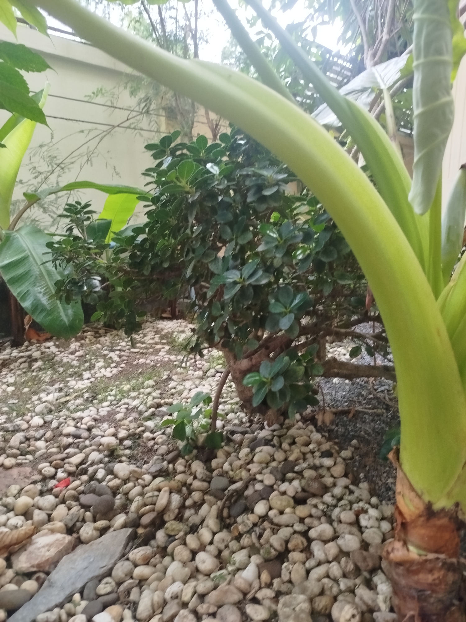 The image depicts a natural outdoor scene, likely a garden, in Baan Lamai, Thailand. The foreground is dominated by a large, light green stalk of a plant, possibly a banana or taro, positioned on the right side of the frame. The ground is covered in a dense layer of small, light-colored pebbles, with some larger stones and fallen leaves interspersed. To the left of the stalk, a large, textured green leaf of a banana plant is visible. In the mid-ground, a small, dense bush with dark green, rounded leaves is centrally located. Behind the bush, thinner branches and foliage from trees are visible, creating a layered effect. In the background, a light-colored wall or building is partially obscured by the vegetation. The overall impression is one of lush, tropical greenery and a well-maintained outdoor space. There are no people or animals present in the image, and no discernible actions or interactions are taking place. The lighting suggests an overcast or diffused daylight condition.