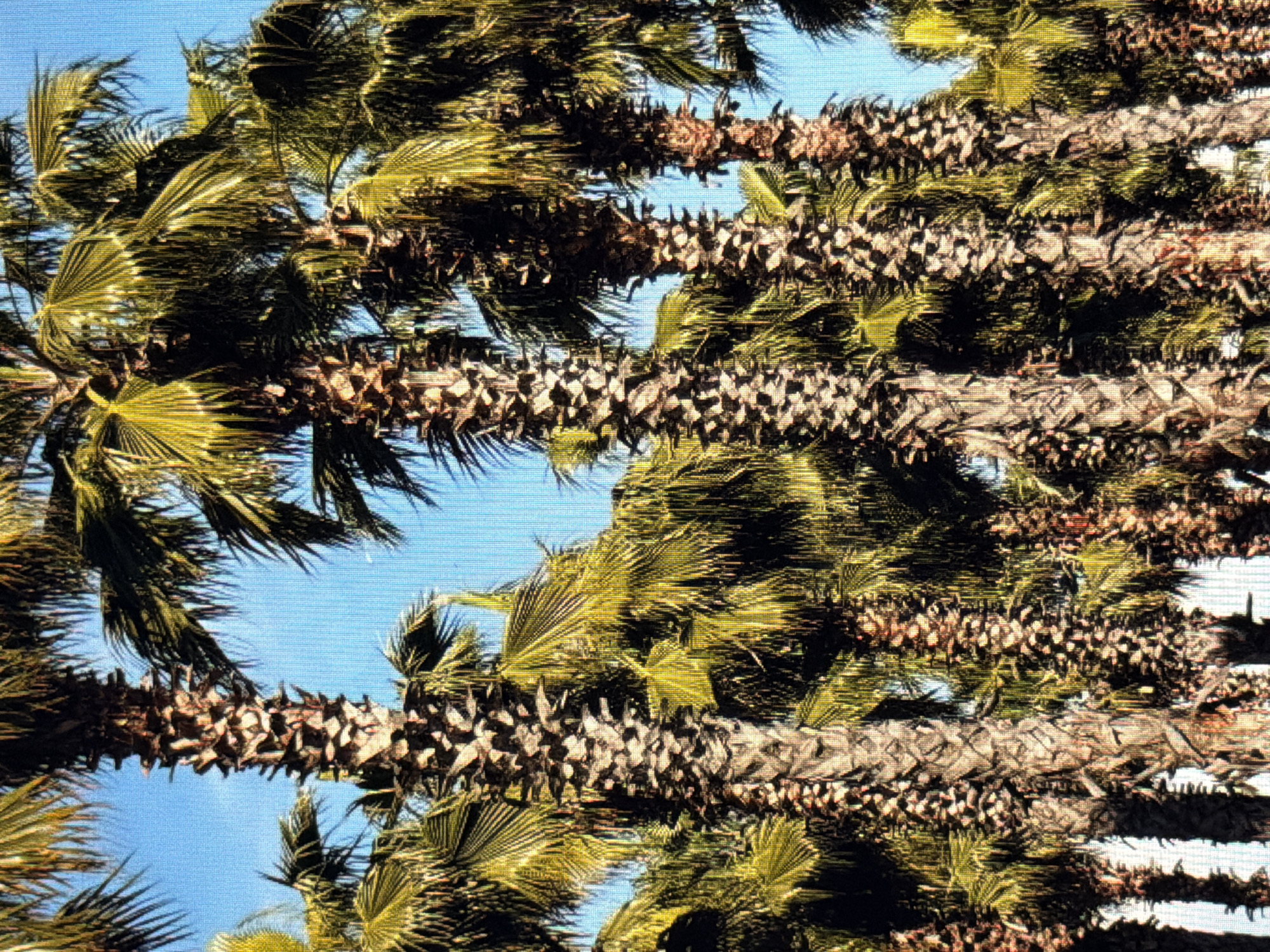 The image displays a dense cluster of tall palm trees set against a bright blue sky. The trunks of the trees are thick and textured, with visible patterns of fibrous bark and remnants of old fronds. The palm fronds are a vibrant green, with some appearing lighter and sun-bleached at the tips. The density of the trees suggests a tropical or subtropical environment, though no specific city or country is visible.