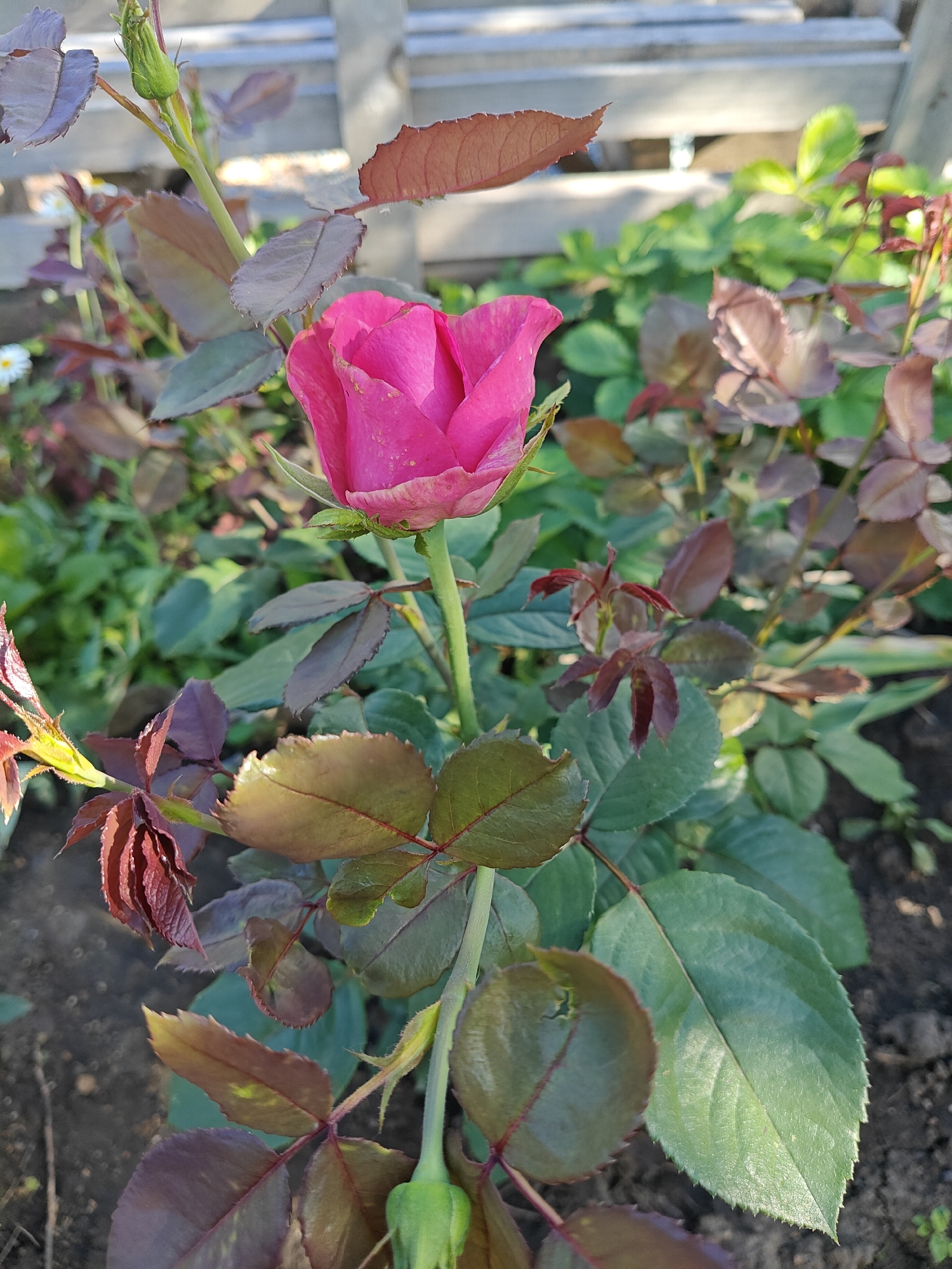 A single, vibrant pink rosebud is the focal point of this outdoor photograph, captured in the daylight. The rosebud is partially open, revealing its delicate petals. It is situated amidst a cluster of rose leaves, some of which are a deep reddish-brown, while others are a healthy green. The leaves exhibit serrated edges, a characteristic of rose foliage. In the background, out of focus, a weathered wooden fence is visible, suggesting an outdoor garden setting. The ground beneath the rosebush appears to be dark soil. The image is a close-up, highlighting the intricate details of the rose and its surrounding foliage.