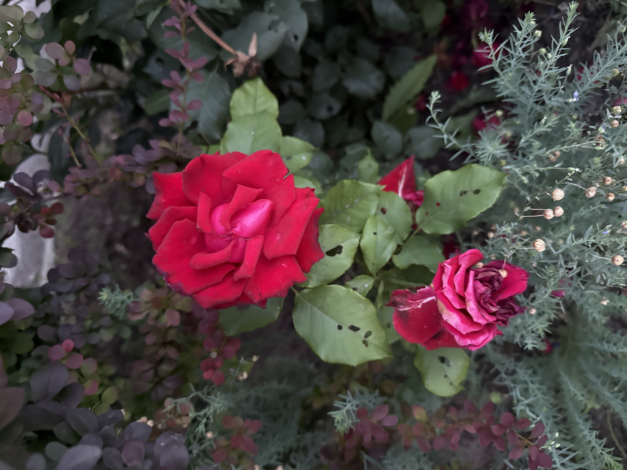 This image depicts a close-up view of a rose bush in Otradny, Russia. The bush features several red roses, some in full bloom and others beginning to wilt. The leaves of the rose bush are a vibrant green, with some showing signs of minor damage. Surrounding the roses are dark purple and green foliage from other plants, as well as delicate green, feathery ground cover with small seed pods. The lighting suggests it may be overcast or late in the day, casting soft shadows and muting some colors. There are no people or animals visible in the frame.