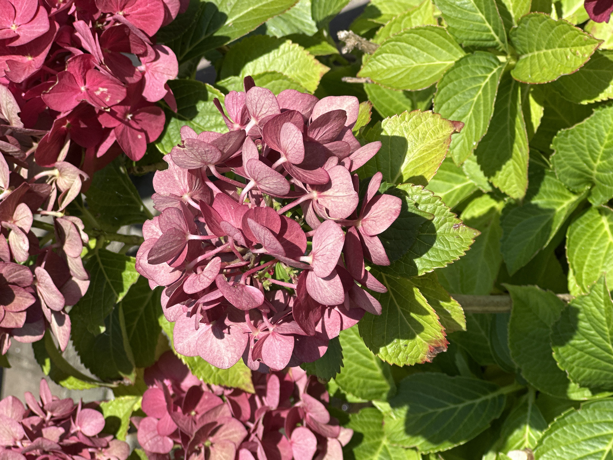 The image shows a close-up of a cluster of deep pink hydrangea flowers with green leaves. The flowers are in full bloom and appear slightly faded in some areas, with visible veins on their petals. The leaves are lush and vibrant, with some showing slight browning or discoloration at the edges. The lighting suggests it is daytime, with shadows cast across the foliage. The background is out of focus, but appears to be a neutral, possibly stony or concrete surface. There are no people or animals visible in the image. The scene is likely a garden or natural setting in Krasnaya Polyana, Russia.