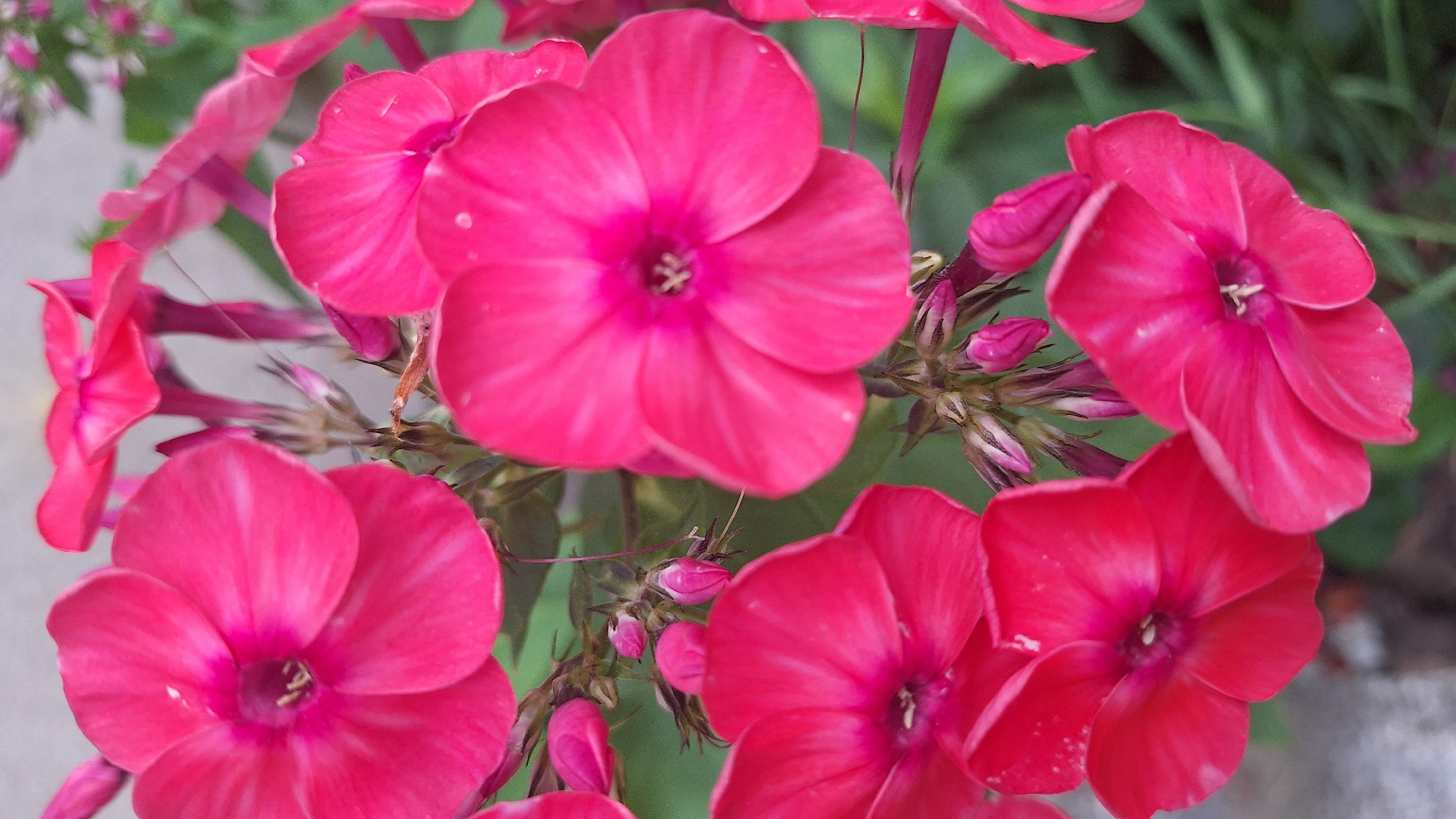 A close-up, vertical, eye-level shot captures a cluster of vibrant pink phlox flowers in bloom, set against a soft green, out-of-focus background. The flowers exhibit five distinct petals, each with subtle white striations. Some flowers are fully open, revealing their inner stamen, while others are in bud, their tightly closed petals hinting at future blooms. The lighting suggests a natural, outdoor setting, possibly a garden. The scene is static, with no visible movement or people. The overall impression is one of natural beauty and floral abundance.