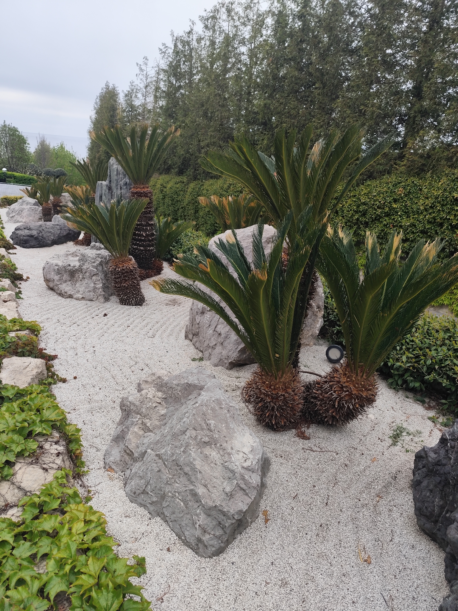 This image captures a serene outdoor garden, characterized by a meticulously raked light-colored gravel path. Numerous large, irregularly shaped gray rocks are strategically placed within the gravel, some bordering the path and others accompanying clusters of plants. Several cycad plants, resembling sago palms with their distinctive fronds and textured, brown bases, are a prominent feature, appearing both individually and in small groupings throughout the scene.
In the background, a dense array of tall evergreen trees provides a lush green backdrop, with a darker green hedge visible beneath them. To the left, vibrant green ivy-like plants climb over a rock wall, adding another textural element to the scene. A small, dark circular ground light is visible near one of the cycad clusters in the foreground.
The scene is set during the daytime, under an overcast sky, which provides soft, diffuse lighting. There is no human activity taking place, contributing to a tranquil and contemplative atmosphere. The neatly raked gravel suggests a well-maintained space, possibly designed in a Japanese rock garden style. No visible text is present in the image.