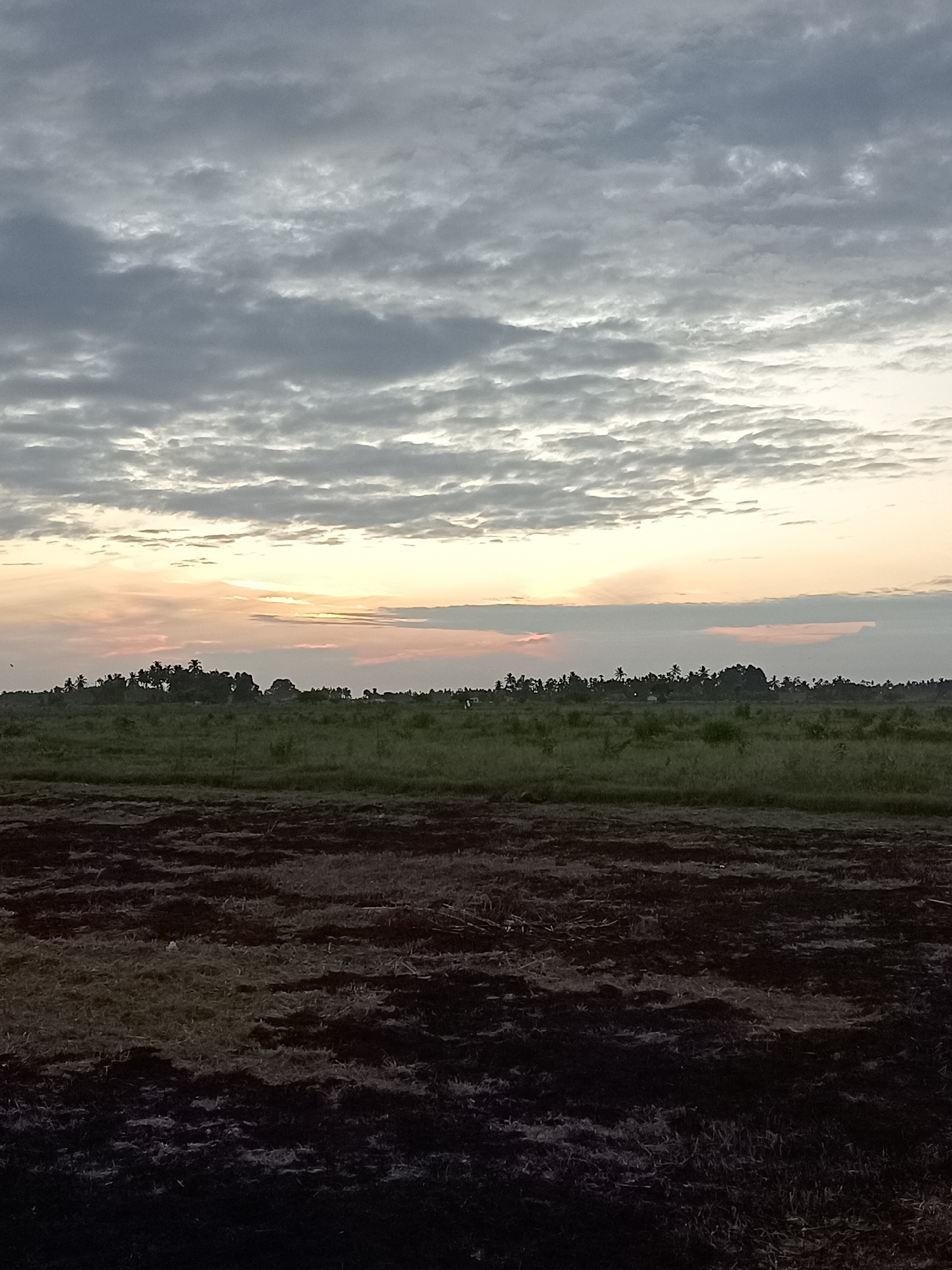The image depicts an agricultural landscape at dusk or dawn. In the foreground, there is a dark, plowed field, possibly recently tilled, with visible soil and some remnants of vegetation. Beyond this field lies a broad expanse of green grass, which appears to be a cultivated field or pasture. A dense line of trees, characterized by palm trees and other tropical foliage, forms a horizon line across the middle ground. Some small structures or dwellings may be partially visible within the treeline. The sky above is dominated by dramatic cloud formations, with layers of grey clouds interspersed with softer, lighter ones, suggesting diffused sunlight. The lower portion of the sky exhibits a gradient of pastel colors, ranging from pale orange to pink, indicating the transition between day and night. The overall impression is one of rural serenity and natural beauty, typical of an Indonesian countryside such as that found in Meunasah Pupu, Indonesia.