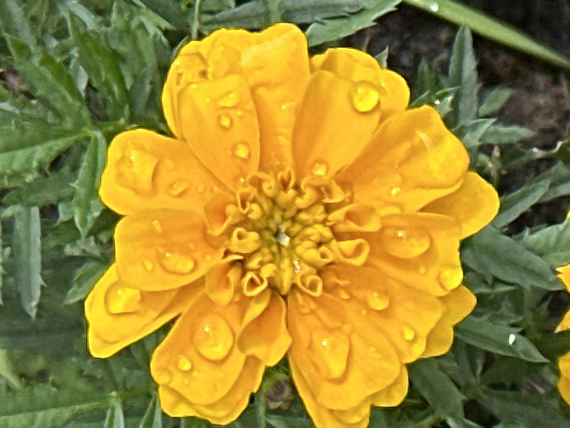A close-up, overhead shot of a vibrant yellow marigold flower, its petals adorned with numerous water droplets. The flower is centered in the frame, with lush green foliage forming the background. The petals are layered and textured, with some curling inwards towards the center of the bloom. The water droplets catch the light, adding a sparkling effect. The overall impression is one of natural beauty and freshness. The scene is not specific to Podolsk, Russia, and provides no geographical or locational information.