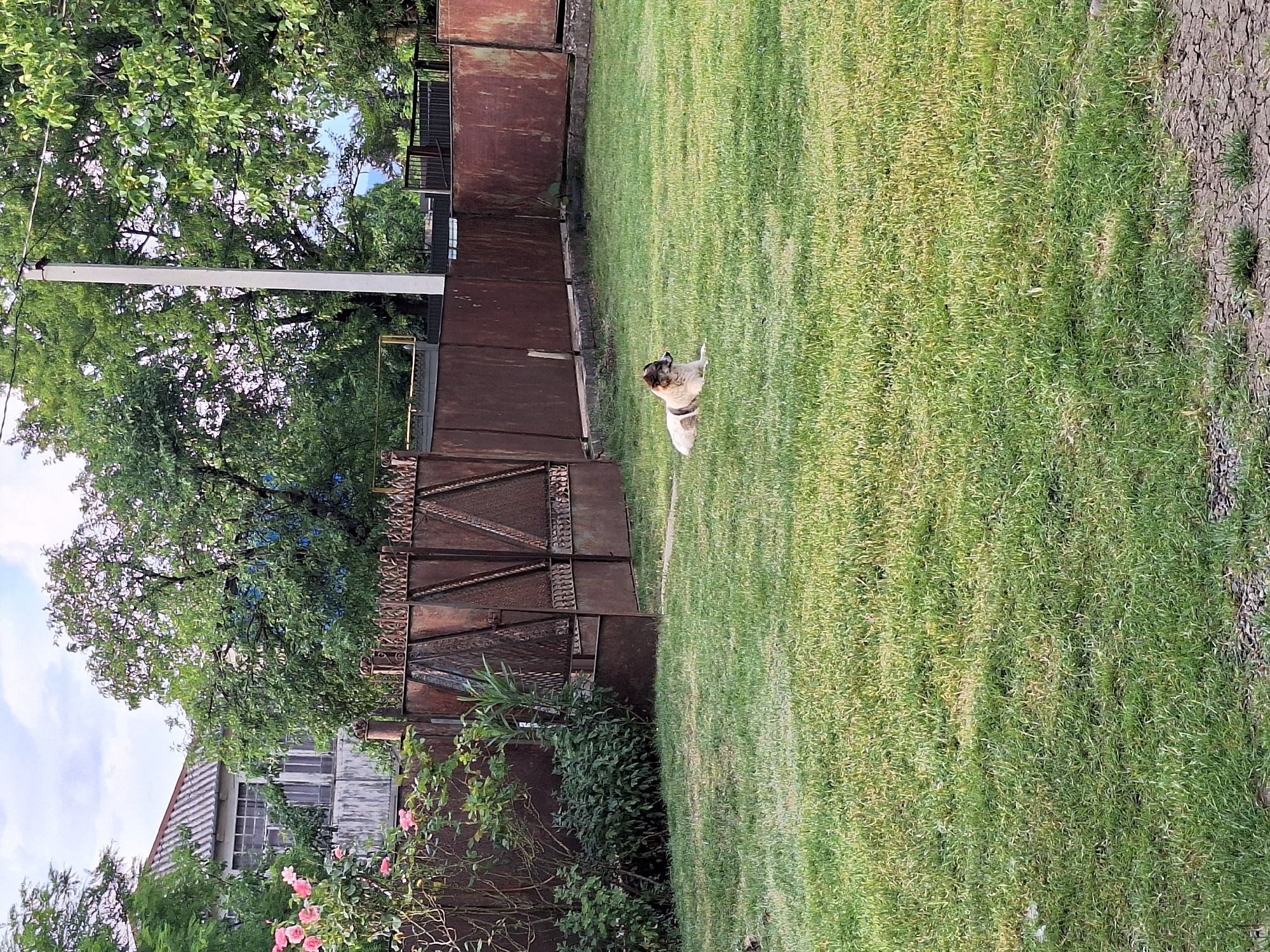 The image depicts an outdoor scene in Zeda Sazano, Georgia. A medium-sized dog with brown and white markings is lying on a well-maintained green lawn. The dog appears relaxed. Behind the dog, a rusty metal fence or wall runs horizontally across the frame, separating the lawn from a leafy green tree and a building with a light-colored roof and windows. The building appears to be a house. To the left of the fence and building, a utility pole stands tall, with wires extending from it.
The overall impression is one of a quiet, domestic setting, possibly a backyard. The grass is green and appears recently mowed, suggesting a daytime setting. The lighting suggests it is daytime, with natural light illuminating the scene. The weather appears to be pleasant, conducive to outdoor activities. The environment seems rural or semi-rural, with the presence of trees, a house, and a fence. There is no visible text in the image. The dog's relaxed posture and the overall tranquility of the scene suggest a peaceful atmosphere.