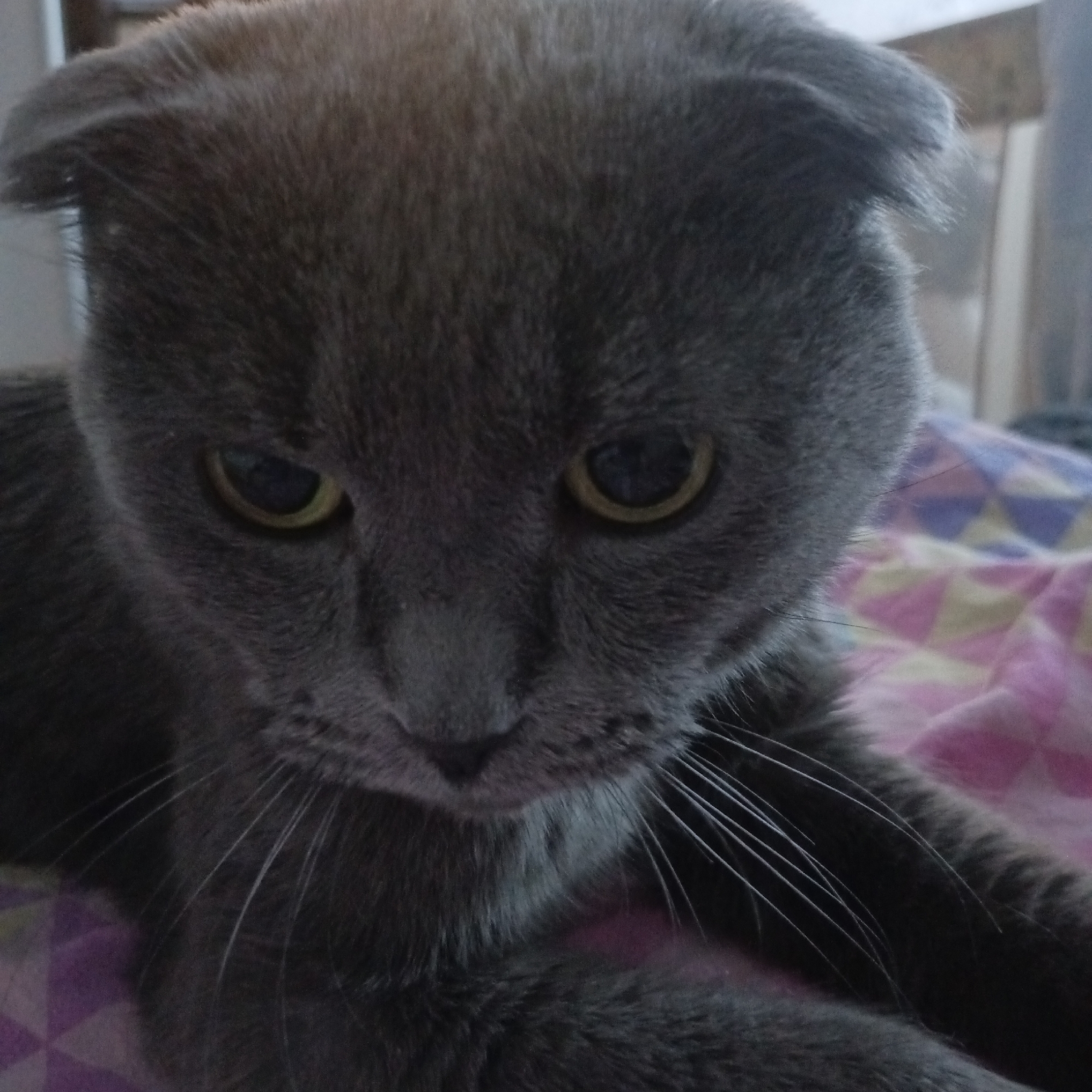A close-up photograph depicts a gray Scottish Fold cat with yellowish-green eyes. The cat is lying down on a surface with a pink and purple geometric pattern. The location is not discernable.