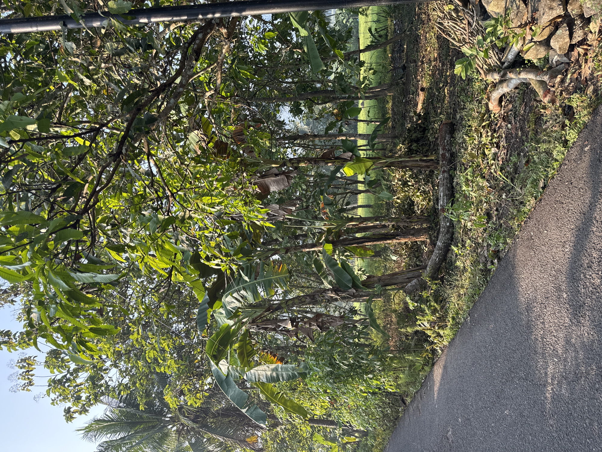 An asphalt road curves along the left side of the frame, bordered by lush green vegetation. Beyond the road, a dense cluster of banana trees and other tropical plants creates a vibrant, verdant scene. Sunlight filters through the leaves, casting dappled shadows on the ground. In the background, a field of green grass stretches into the distance, with a clear blue sky overhead. The overall impression is one of natural beauty and tranquility, typical of the Alian region of Indonesia.