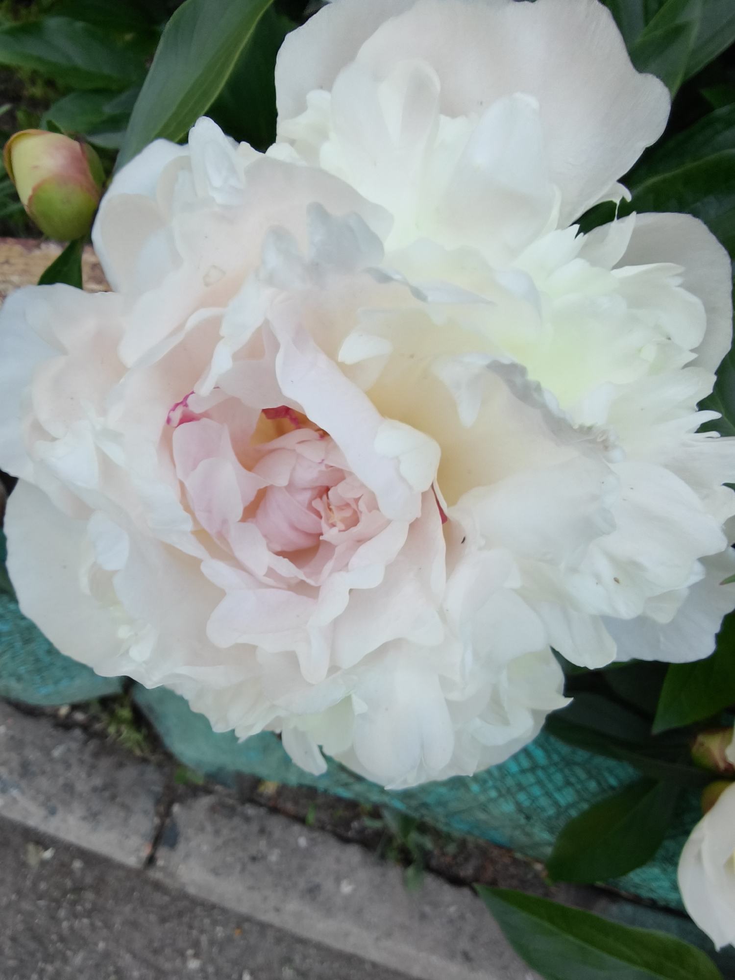 The image shows a close-up of a large, white peony flower with a blush of pink towards the center. A small bud is present to the left of the bloom. Green leaves are visible around the flower, indicating it is in a garden setting. A section of gray concrete and a green, lattice-like material are in the lower left corner of the frame, possibly representing a sidewalk or border. The location is unspecified but given the mention in the prompt, may be the city of Kryvyi Rih, Ukraine. The only action or interaction seems to be the flourishing of the plant. No people are visible.