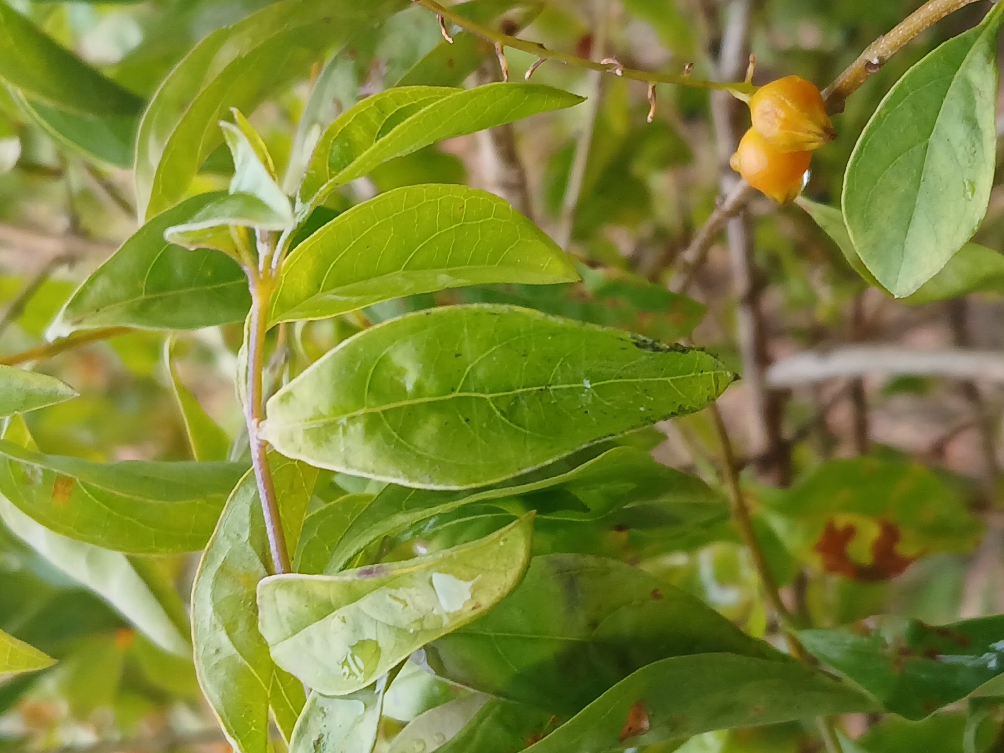 The image displays a close-up of a plant located in an outdoor environment within Ciudad Guayana, Venezuela. The primary subjects are numerous oval-shaped green leaves and a cluster of two small, roundish, orange-yellow berries. The leaves exhibit visible venation, and several have small water droplets on their surfaces, indicating a recent encounter with moisture. Some leaves also show minor brown discoloration or dark spots. The berries are attached to a thin, brown stem, positioned in the lower right quadrant of the frame. The background is composed of blurred green foliage and brown branches, consistent with a natural setting. No individuals, animals, or man-made objects are present in the scene. The precise location within Ciudad Guayana, Venezuela, is not discernible from the image content.