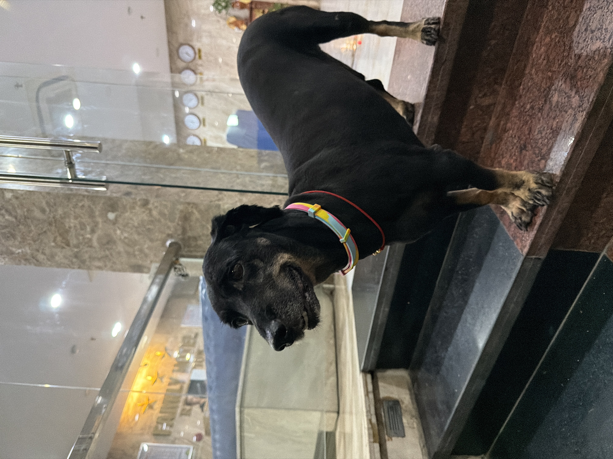 A black dog with a multi-colored collar is walking up a set of stairs. The dog's body is elongated and curved, with its head facing downwards. The stairs appear to be made of polished stone, with dark grey and reddish-brown marble.
In the background, there is a glass partition, behind which a reception area or lobby is visible. Several clocks are mounted on the wall, all showing slightly different times. The decor suggests an indoor, possibly commercial setting like a hotel lobby or a modern office building. The lighting is artificial and bright, indicating it is likely daytime, although the exact time is not discernible.
The scene is static, with the dog being the primary subject in motion. There is no indication of weather or specific time of day beyond artificial lighting. The overall impression is one of an everyday moment, a pet navigating its surroundings. No people are visible in the frame. The setting appears to be indoors, likely in Nha Trang Ward, Vietnam, given the provided context. No discernible text is visible in the image.