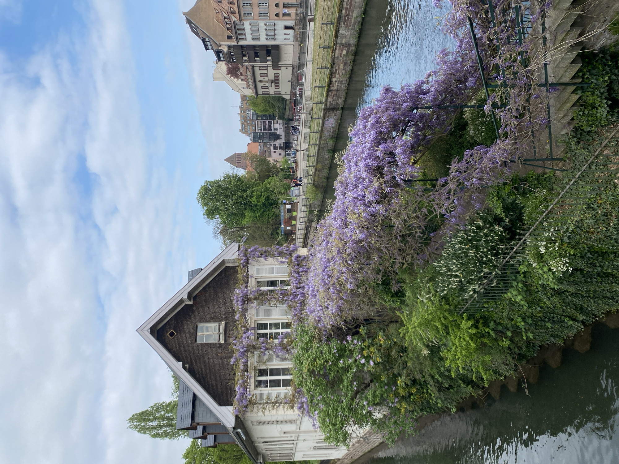 This image captures a picturesque scene in Strasbourg, France. A half-timbered house with a steep, gabled roof is the focal point, covered in flowering wisteria vines. The building sits directly on the bank of a canal, and its facade is predominantly dark wood, with white window frames and shutters. Dense greenery and trees surround the house, adding to the natural beauty. The canal water is visible, reflecting the surrounding buildings and sky.
In the background, traditional buildings of Strasbourg line the canal, with varied architectural styles and colors. The sky above is light blue with scattered clouds, suggesting a pleasant day.
