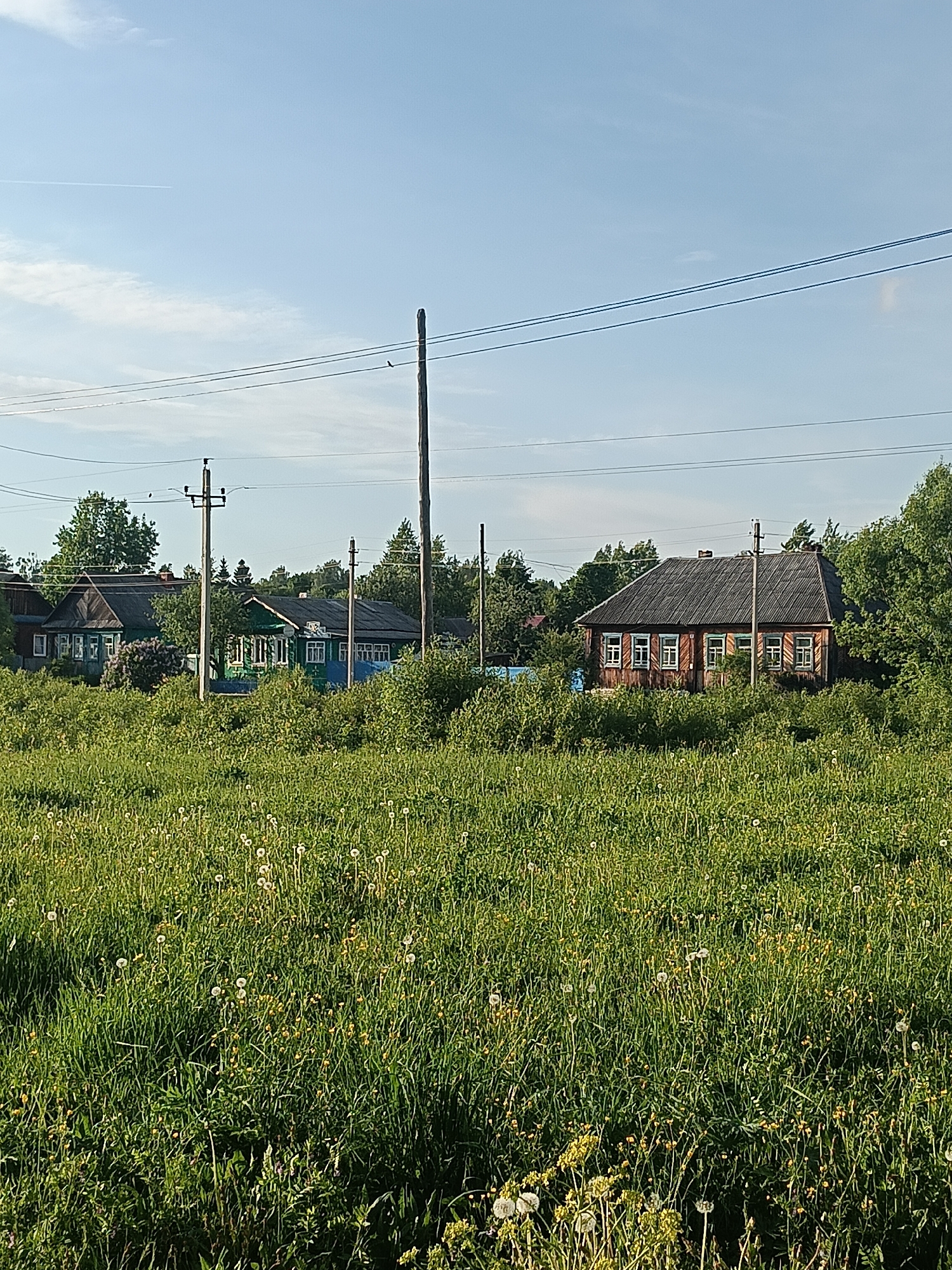 The image depicts a rural scene in Красный Маяк, Russia. In the foreground, a field of tall grass and dandelions stretches across the lower half of the frame. Scattered within the grass are small yellow wildflowers. Behind the field, three wooden houses are partially obscured by vegetation. The houses are painted in different colors, including blue, green, and brown, with white-framed windows. Utility poles with electrical wires run across the upper part of the frame. The sky is blue with a few wisps of clouds.