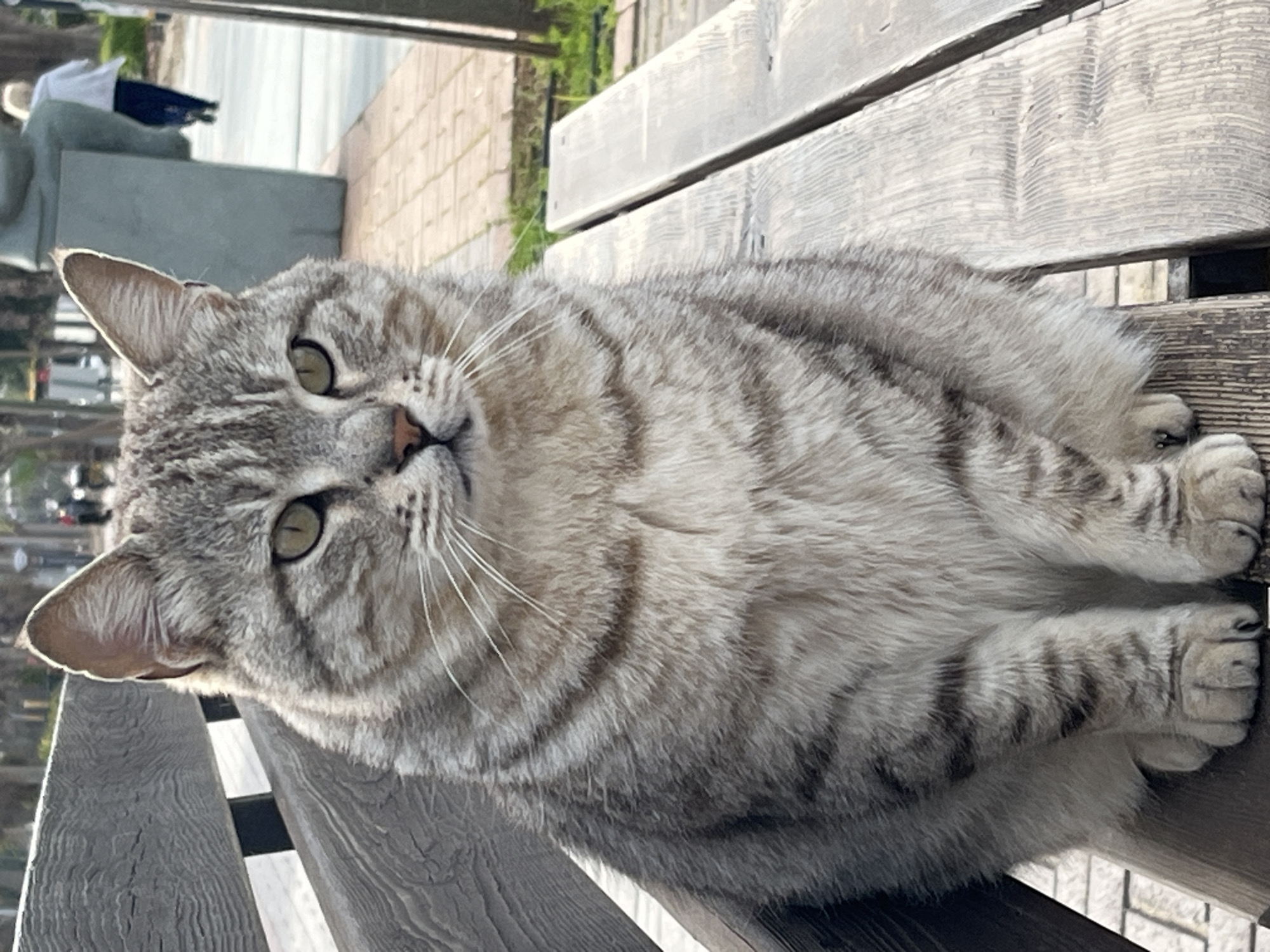 A gray tabby cat is lying on a wooden bench. The cat is facing the camera, its head turned slightly to the left. It has green eyes and a pink nose. The bench is made of light-colored wood slats. In the background, there is a sidewalk, a statue, and some greenery. The image was taken in Alanya, Turkey.