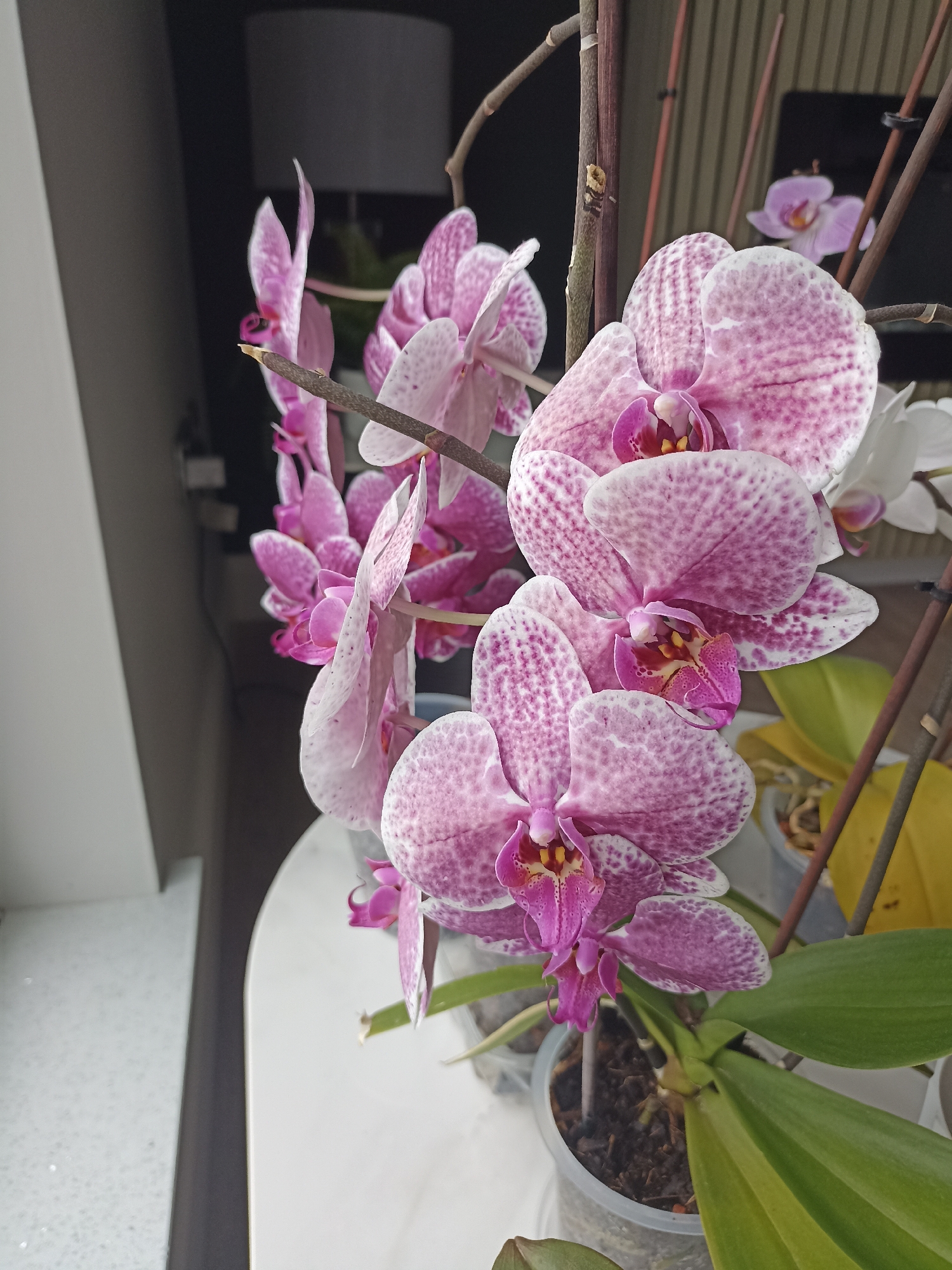 A close-up, eye-level shot captures a cluster of pink and white orchids in bloom, positioned on a white surface, likely a windowsill. The orchids are the primary focus, with their speckled petals and vibrant magenta centers prominently displayed. They are arranged on thin, brown stems, some of which are supported by thin stakes. In the background, the scene is softly blurred, revealing a grey lampshade, vertical blinds, and hints of other plants in pots. The lighting is gentle, suggesting an indoor setting, possibly a home or a conservatory, within the locale of Doirí Beaga, Ireland. There are no people or animals visible in the image.