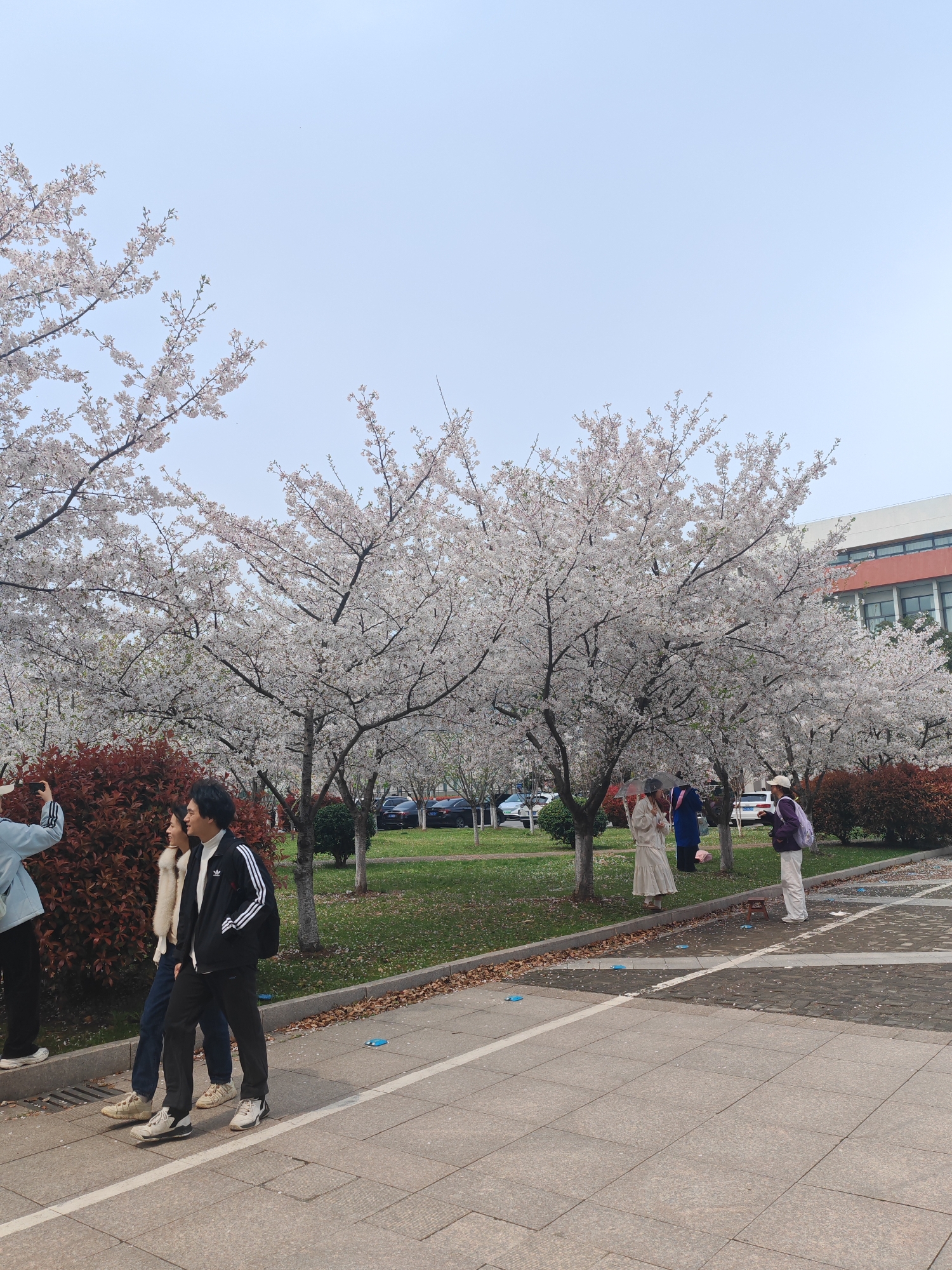 The image shows a park in Jiangning District, China, with cherry blossom trees in full bloom. Several people are present, including a couple posing for a photo, a person taking a picture of them, and others strolling or standing beneath the trees. Some cars are visible in the background, along with a building. The scene appears to be a popular spot for enjoying the cherry blossoms.