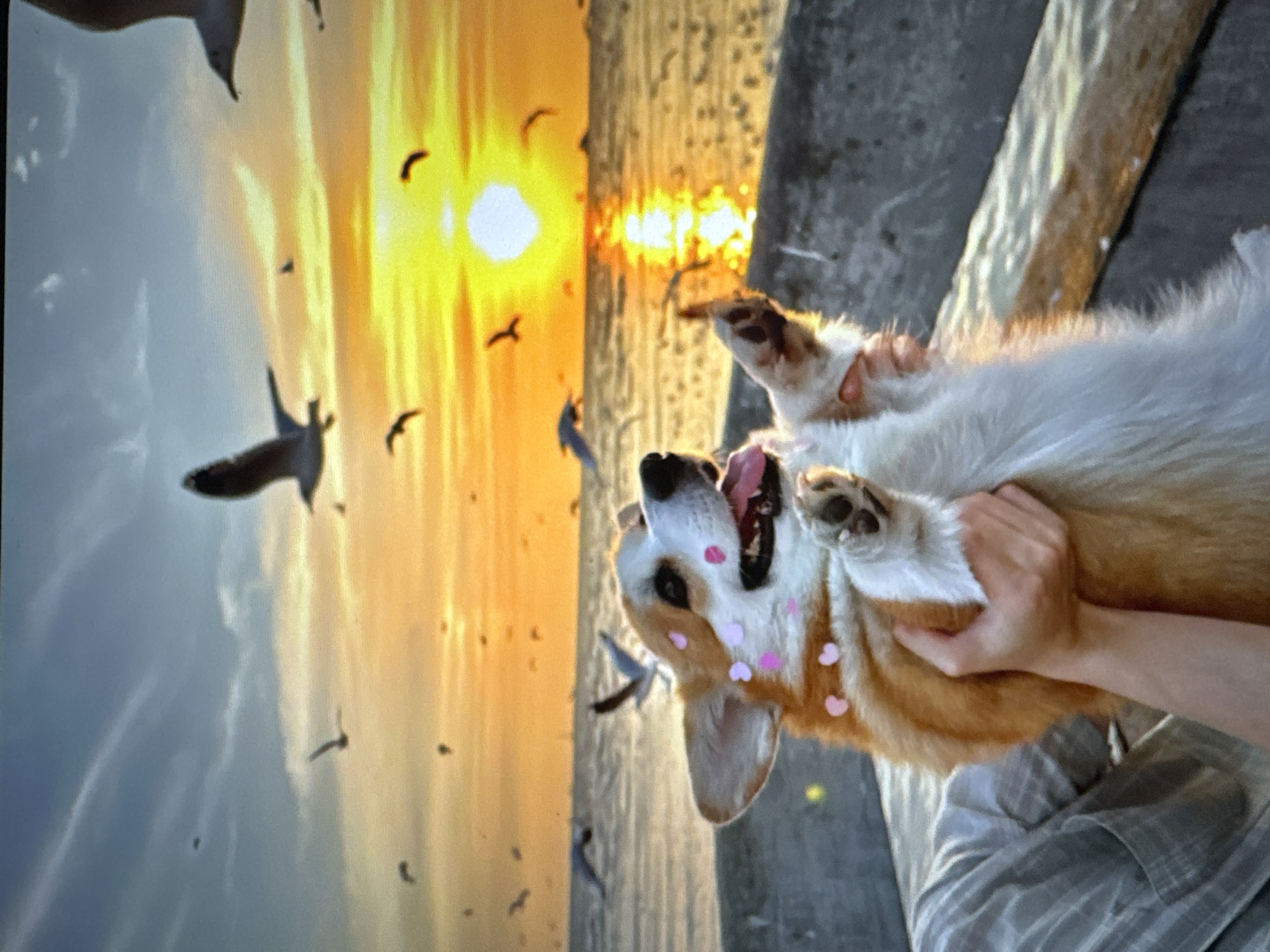 A corgi is being held by a person in a boat at sunset. The corgi has pink heart-shaped stickers on its face. There are many seagulls flying in the sky around the setting sun, which is reflected in the water. The scene appears to be taking place on the coast, possibly in the Baltic Sea, given the presence of seagulls and the type of water. While a specific location in Tallinn, Estonia cannot be determined from the image alone, the scene evokes a coastal or seaside setting common to many locations around the city.