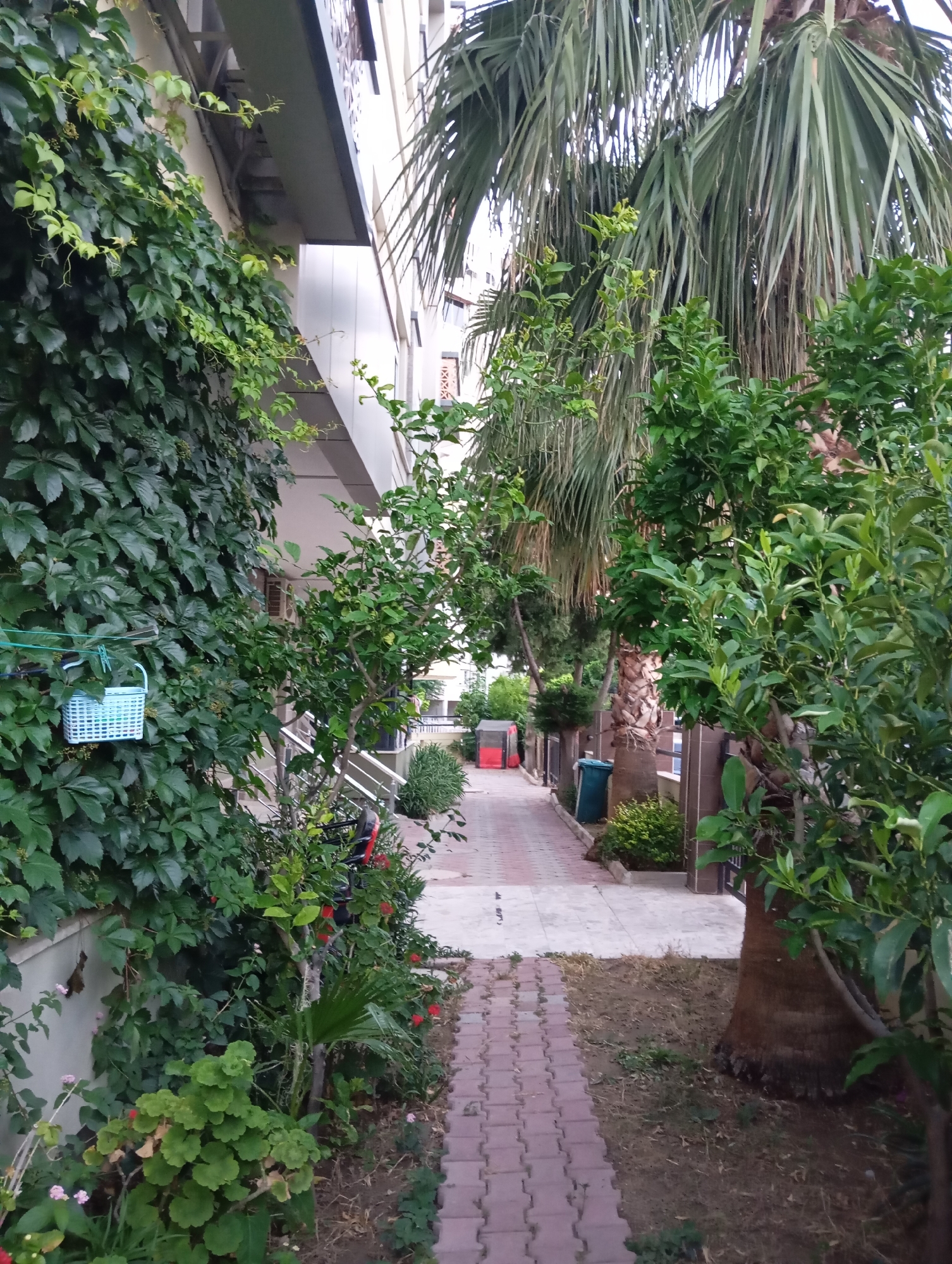 This image depicts a charming pathway lined with lush greenery and palm trees, likely in a residential area of Konyaaltı, Turkey. The pathway is paved with interlocking bricks and bordered by a neatly manicured lawn and flowerbeds. On the left side of the pathway, a building is draped in dense green ivy, with a small, light blue woven basket hanging from a string attached to the vine. A series of outdoor stairs with metal railings are visible leading up to the building. Further along the pathway, to the right, are more trees, including a mature palm tree with a rough, brown trunk. A blue trash bin and a red rubbish container are placed near the pathway. The scene appears serene and well-maintained, suggesting a peaceful afternoon in a Mediterranean setting. The lighting suggests it is daytime, possibly late afternoon, given the soft light and the lack of harsh shadows. There is no visible text in the image.