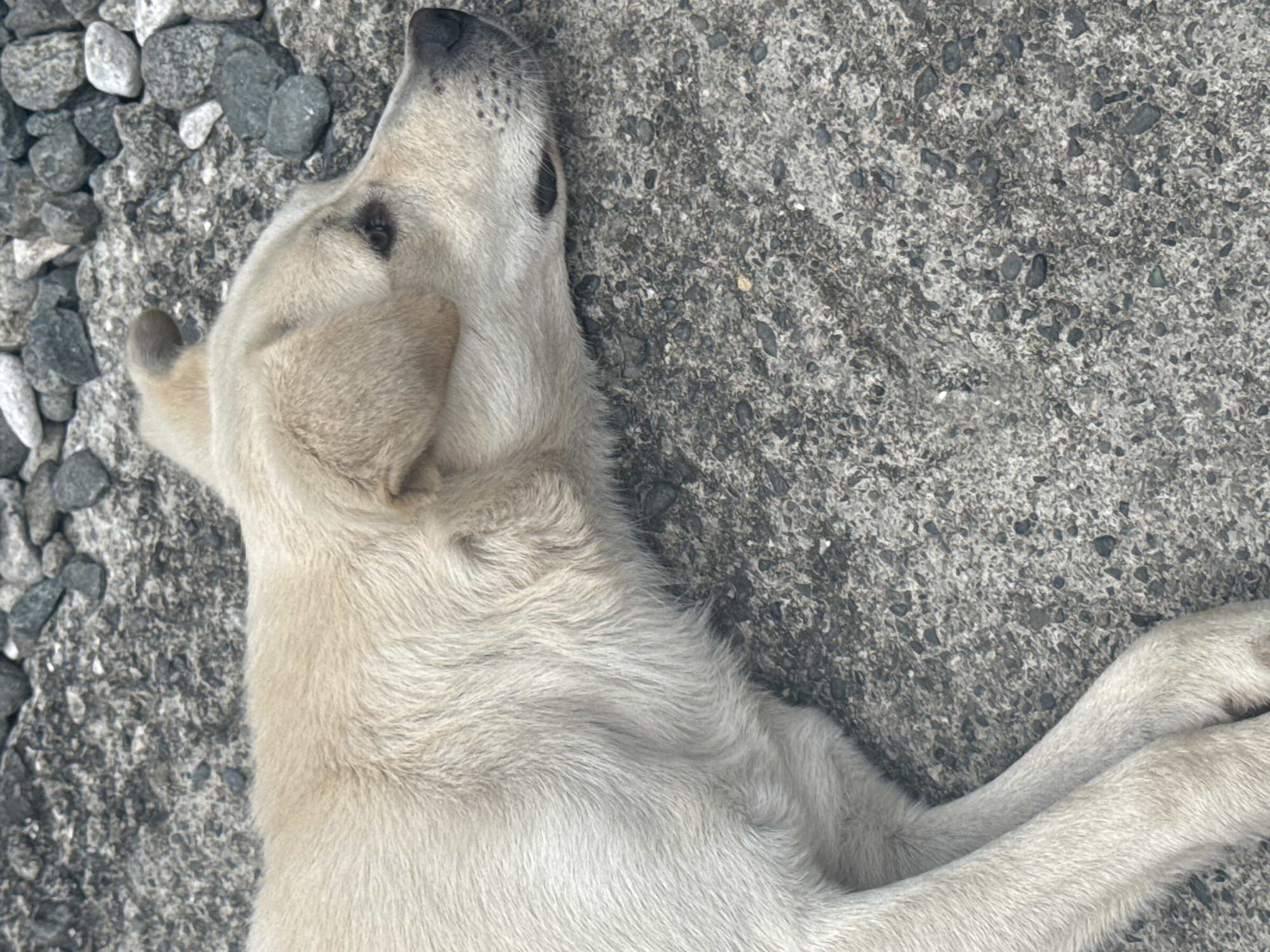 A light-colored dog is lying down on a concrete surface scattered with small, dark gray and white pebbles. The dog is facing to the right, with its head resting on the ground and its body extended to the left. Its eyes are partially closed, and its ears are perked slightly. The dog's fur is short and appears to be a pale tan or cream color. The concrete surface is textured, with a rough, grainy appearance. The pebbles are of various sizes and shapes, with some appearing more rounded and others more angular. The lighting suggests it is daytime, with a soft, diffused light illuminating the scene. There are no people or other animals visible in the image. The location is identified as Tsabal, Abkhazia.