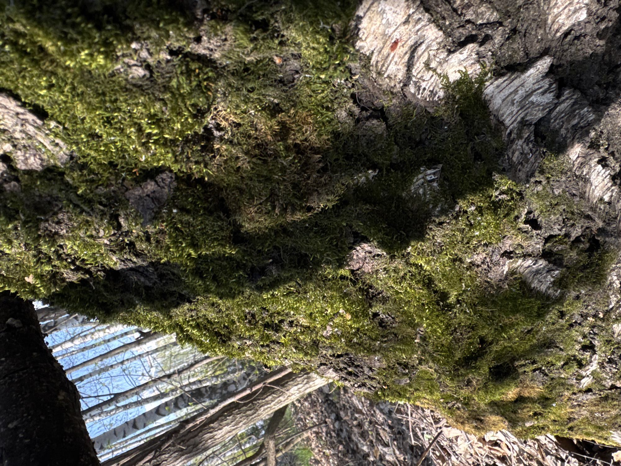 A close-up, slightly rotated perspective shows moss covering a tree branch or trunk. The moss appears green and dense. The bark of the tree is visible and textured. In the background, there are glimpses of a forest with slender trees, likely birch based on their light color and thin branches, with a blue sky visible between them. Given the prevalence of birch trees, the location could plausibly be Kazan, Russia, though without additional information this is only speculative. The general impression is of a natural woodland setting.