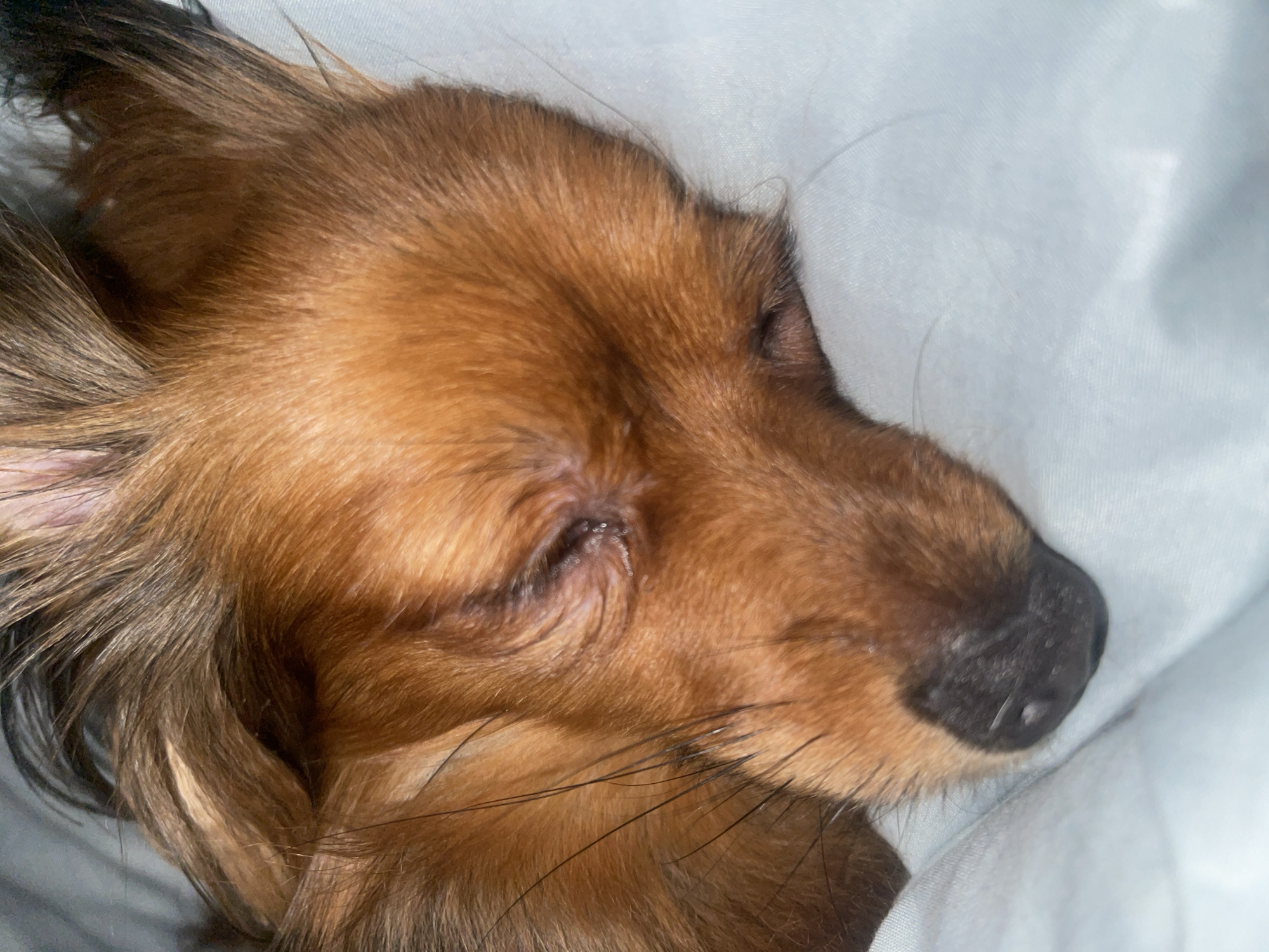 A close-up, slightly angled shot focuses on the face of a small, tan dog sleeping on a light blue, textured surface, likely a blanket or pillow. The dog's eyes are closed, and its fur is a mix of reddish-brown and darker brown, with some lighter tan highlights around its forehead and muzzle. Long, thin black whiskers are visible, extending from the muzzle. The dog's nose is dark and appears slightly damp. The background is out of focus, showing the soft texture of the surface it's lying on. The image captures a moment of quiet rest. There is no discernible information about the location in Марковский, Russia within the provided image or crops.