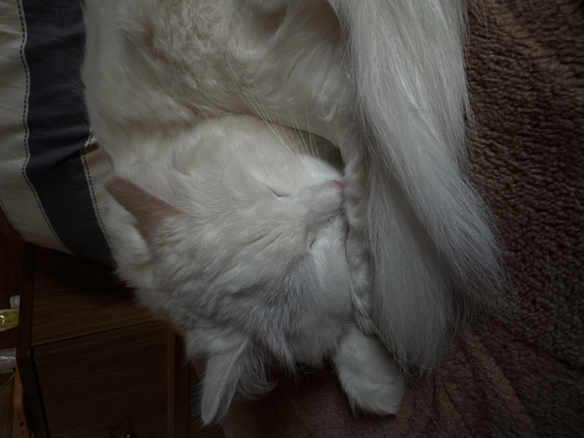 A long-haired white cat is curled up and sleeping on a striped pillow and brown textured surface. The cat's face is visible with its eyes closed. The location of Burdyata, Russia, is not relevant to the visual content of this image.