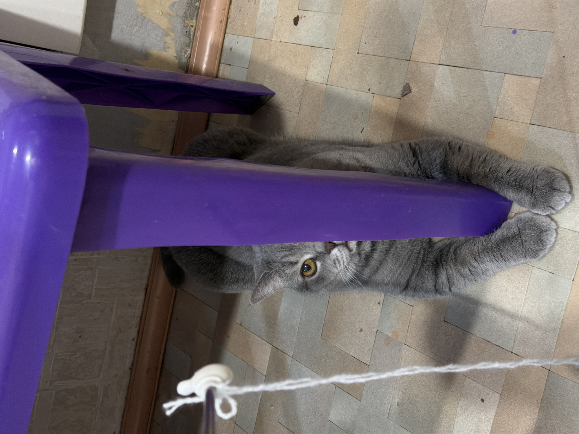 This image, taken in Perm, Russia, presents a top-down view of a grey cat lying on a tiled floor, peering out from behind a bright purple plastic object. The cat has distinctive golden eyes and is looking directly at the camera with a curious and playful expression. Its front paws are extended and gripping the purple object, suggesting an engagement with it, possibly as a hiding spot or a play item.
The setting is an indoor environment, likely a home, featuring light-colored, square floor tiles in varying shades of beige, grey, and brown, some showing signs of wear. In the background, a brownish-tan pipe or trim runs along the wall, adjacent to what appears to be a white baseboard and a wall with visible wear or peeling paint/wallpaper. A piece of white yarn or string, with a small white plastic piece attached, stretches across the foreground, indicating potential play. The lighting is consistent with an indoor setting, possibly illuminated by artificial light. No visible text is present in the image.