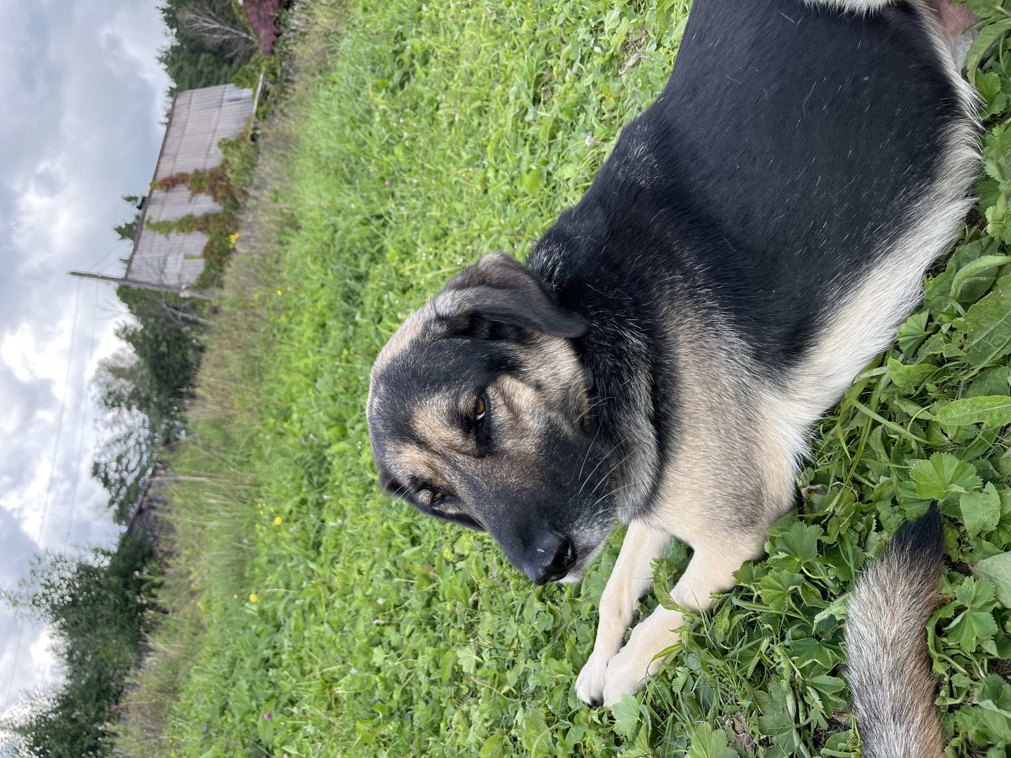The image depicts a medium-sized dog, likely of mixed breed with tan and black markings, lying down on a grassy slope. The dog is looking to its left with its front paws crossed. The background shows a green, overgrown field with scattered small yellow and pink flowers. Further in the background, there are trees and what appears to be a weathered, wooden structure, possibly a shed or an old building, with vines growing on it. The sky is overcast with visible clouds. The scene is outdoors and appears to be in a rural or semi-rural setting, consistent with areas outside of a major city. The specific location of Nizhny Tagil, Russia, cannot be determined from the visual information alone; the image provides a general depiction of a dog in a natural environment.