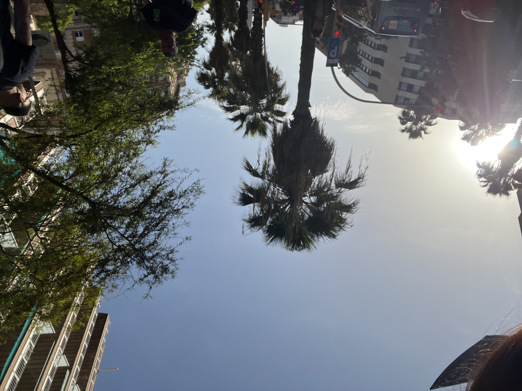 This upward-angled image captures a bright, sunny urban scene in Barcelona, Spain. Tall palm trees with full fronds and other leafy green trees dominate the frame, reaching towards a clear blue sky. Strong sunlight emanating from the right side of the image creates a radiant glare and indicates daytime, likely mid-morning or afternoon.
In the background, multi-story buildings with numerous windows and balconies are visible, lining what appears to be a city street. Street infrastructure includes a blue parking sign (white 'P' on blue) and traffic lights showing red signals. A vehicle, possibly a bus, is partially visible on the street near one of the buildings.
Several people are partially visible along the bottom and left edges of the frame, seen from a low perspective, suggesting the photograph was taken from ground level looking up. Their faces are not clearly discernible, but parts of their heads and shoulders, along with some clothing details, are visible. One person wears glasses, another has brown hair, and one shirt bears some green lettering. On a building or street sign, partially obscured text reads "POBLENCI OPEN". The overall atmosphere is that of a bustling, vibrant city street under clear skies.
