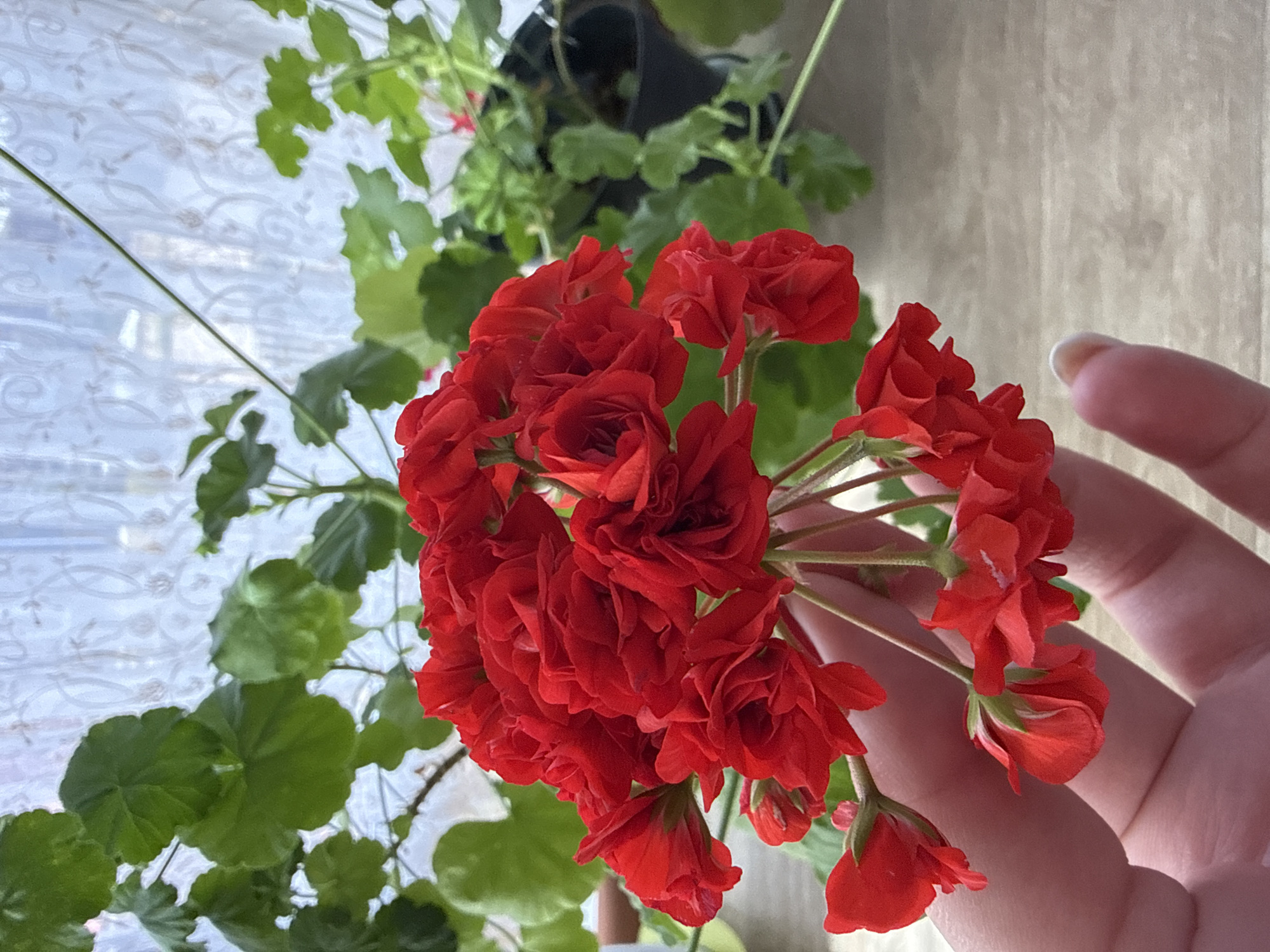 A close-up shot of a hand holding a cluster of red geranium flowers. The flowers are densely packed and show intricate petal details. In the background, blurred green leaves indicate additional plants or foliage. A window with a semi-transparent curtain is also visible in the backdrop. The location cannot be identified from this image.