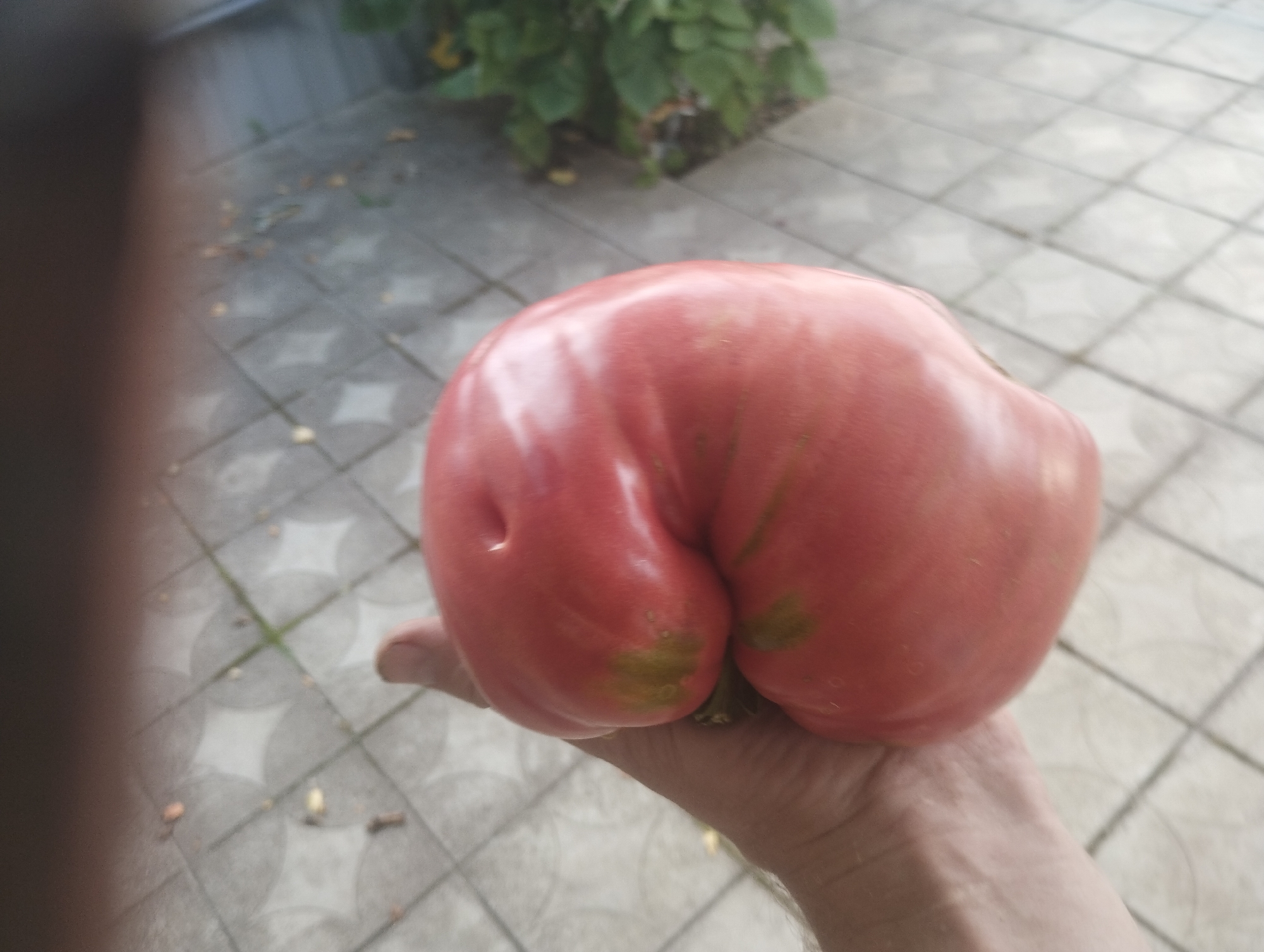 The media file shows a close-up of a large, irregularly shaped red tomato being held in a person's hand. The tomato has a smooth, shiny skin and appears to be ripe. The background is blurred but shows a paved surface with a repeating geometric pattern, possibly a patio or walkway. Green foliage is visible in the upper background.
The scene suggests an outdoor setting, likely a garden or backyard, given the presence of the tomato and plants. The lighting indicates it is daytime, and the overall impression is casual and domestic. No specific activity is clearly depicted, other than the presentation of the tomato. The image does not contain any visible text. The location context provided is Sumy, Ukraine.