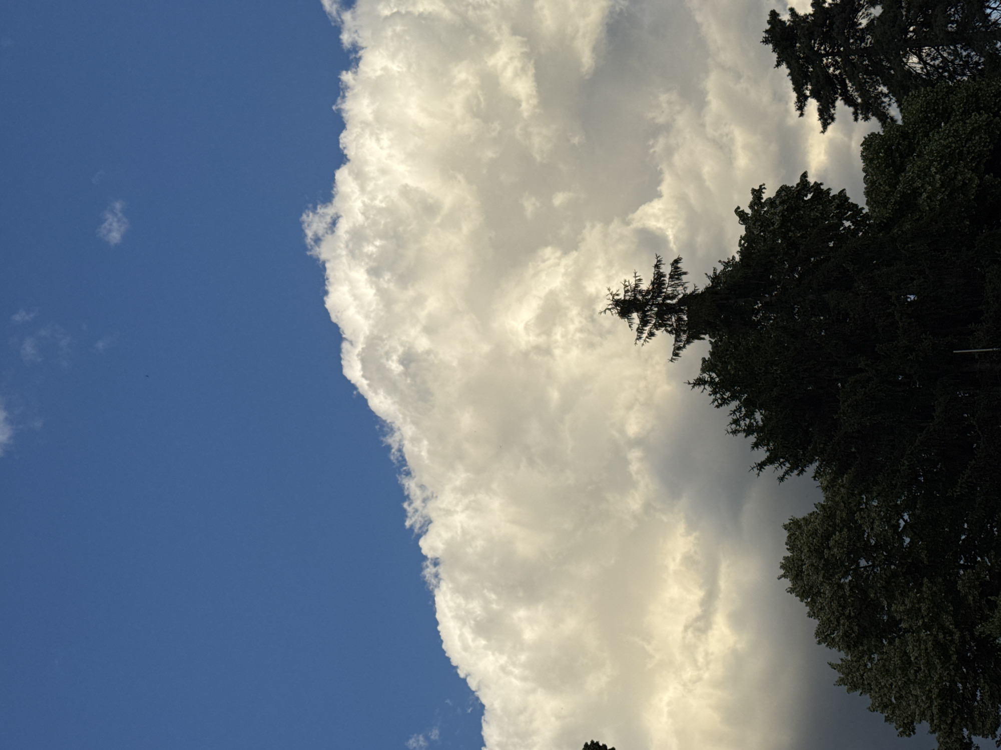 This image shows a section of the sky above Plovdiv, Bulgaria, with a prominent, brightly lit cloud formation dominating the upper half of the frame. The cloud is characterized by its voluminous, cumulus-like texture and is illuminated from the side, creating a sense of depth and highlighting its texture. The upper portion of the sky is a clear, deep blue, with a few small, wispy clouds scattered near the top.
Silhouetted against the sky and the bright clouds are the dark outlines of several trees, primarily evergreens. The trees are positioned in the lower third of the image, with their branches and foliage creating a jagged, dark line along the bottom edge. One tall, slender evergreen stands out amongst the denser foliage of broader deciduous trees. The contrast between the dark trees and the bright sky and clouds is stark, suggesting the photograph was taken during daylight, possibly late afternoon or early evening, when the sun is lower in the sky and casting dramatic light. There are no people or man-made structures visible in the scene. The overall impression is one of a natural landscape or park area within the city, where the sky and vegetation are the primary subjects.
