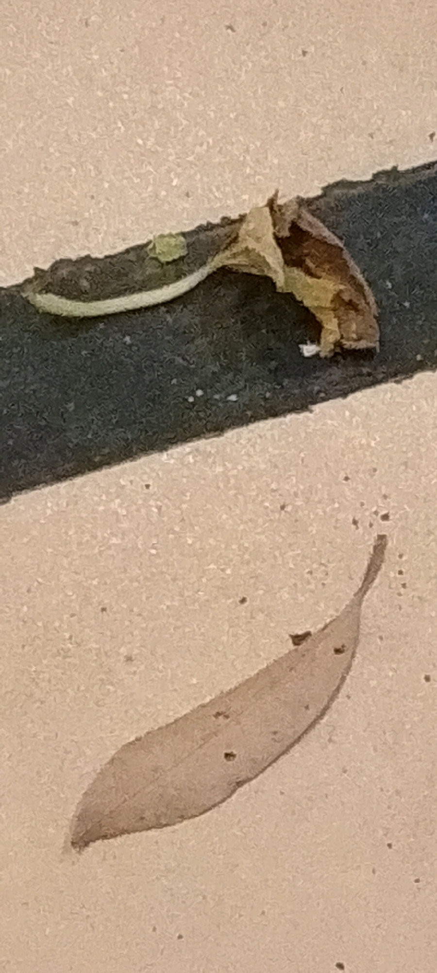 A close-up shot shows two dried leaves on a textured concrete surface. One leaf is partially obscured by a dark line, possibly a crack or painted marking on the ground. This leaf appears curled and has green and brown coloration. The second leaf, lying horizontally below the first, is a lighter brown and more intact, with a pointed tip. The concrete has a speckled appearance with small dark specks scattered across it. The scene suggests an outdoor setting, potentially a sidewalk or public walkway in the City of Medan, Indonesia.