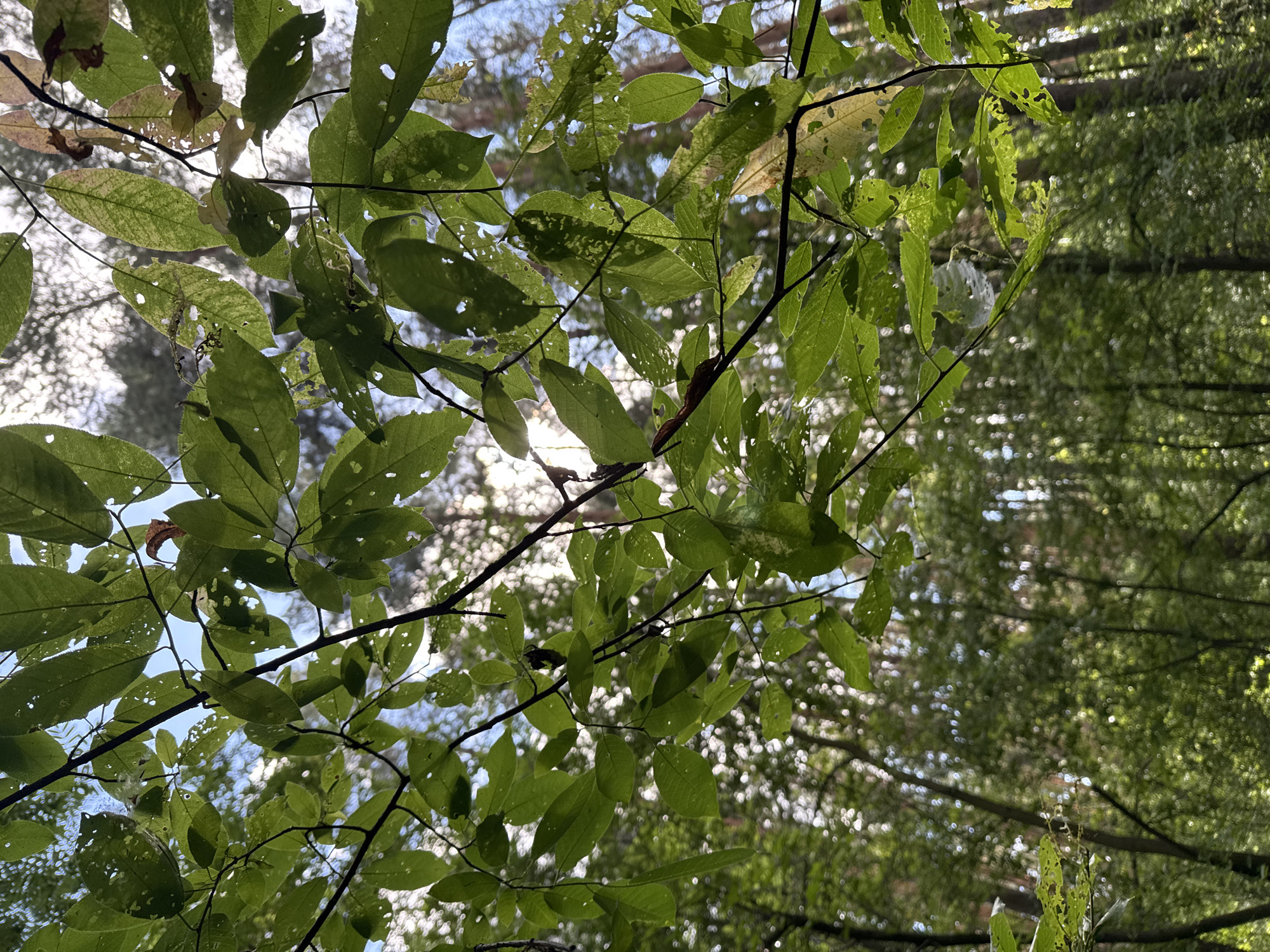 In the city of Chaikovsky, Russia, the camera looks up through the canopy of a forest. Sunlight filters through the dense green leaves of tree branches, creating a dappled effect. Many of the leaves show signs of damage, with holes and torn edges, suggesting insect activity or natural decay. The background is a blur of green foliage and tall trees, with the bright sky visible in patches. No people or animals are visible in the scene.