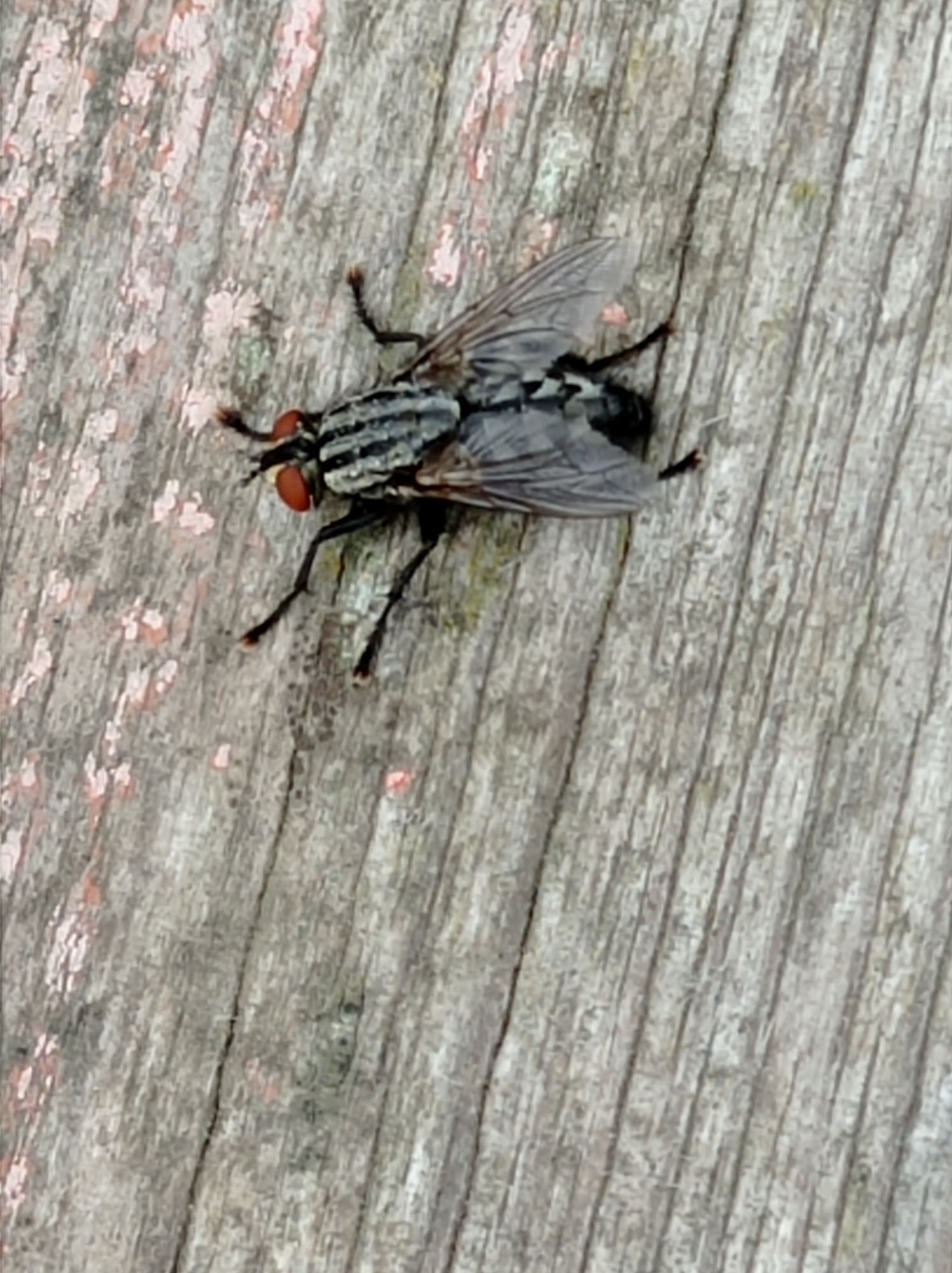 A close-up, top-down shot captures a fly resting on a weathered wooden surface. The fly, predominantly gray with black stripes on its abdomen and iridescent wings, is positioned diagonally across the frame. Its prominent red eyes are clearly visible. The wooden surface exhibits a distressed texture with vertical grain lines and remnants of pink paint speckled across it, suggesting an outdoor setting, possibly a fence, bench, or table in Degtyarsk, Russia. The lighting appears natural, casting subtle shadows that highlight the texture of the wood and the fly's form. No other living beings or objects are discernible in the image.