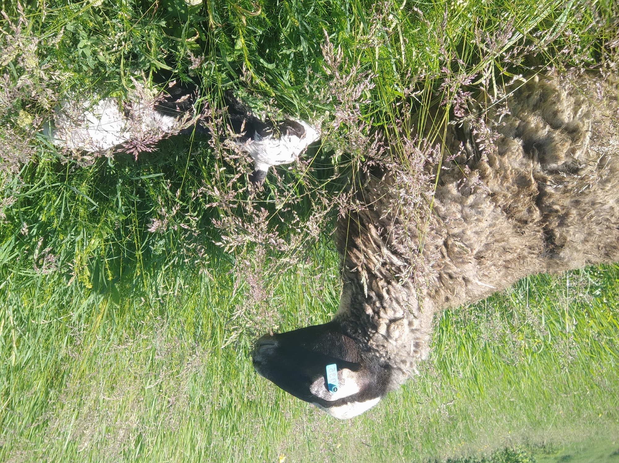 The image, originally rotated 90 degrees clockwise, captures a pastoral scene on a bright, sunny day. The primary subject is a sheep, positioned on the right side of the frame, facing left. This sheep has shaggy, light brown or greyish-brown wool, a black face, and white markings around its muzzle. A small, light blue ear tag with indistinct markings is visible on its right ear.
Partially obscured by the tall vegetation in the upper-middle and left side of the frame, another animal, likely a lamb or a second sheep, is visible. This animal has a coat with black and white patches.
Both animals are situated in a very lush, green field filled with abundant, tall grass. Many of the grass stalks have developed delicate seed heads, appearing brownish-purple in the sunlight, creating a textured foreground and background. The bright illumination suggests it is daytime with clear weather. The overall impression is one of peaceful grazing or resting in a vibrant natural environment. No legible text is discernible on the ear tag or elsewhere.