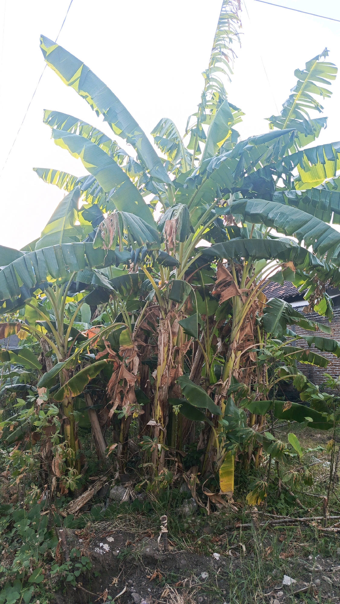 This is a vertical, eye-level, outdoor photograph taken in Kertosari, Indonesia, showing a dense cluster of banana trees under a bright, overcast sky. The banana trees are the dominant feature, with lush green leaves at the top and drier, brown leaves lower down. Some of the trunks are visible, appearing fibrous and thick. The ground beneath the trees is covered with dry leaves, grass, and some scattered rocks and debris. In the background, a brick wall and a section of a tiled roof are visible, suggesting the presence of a dwelling. The overall impression is one of a natural, somewhat overgrown area adjacent to a residential structure.