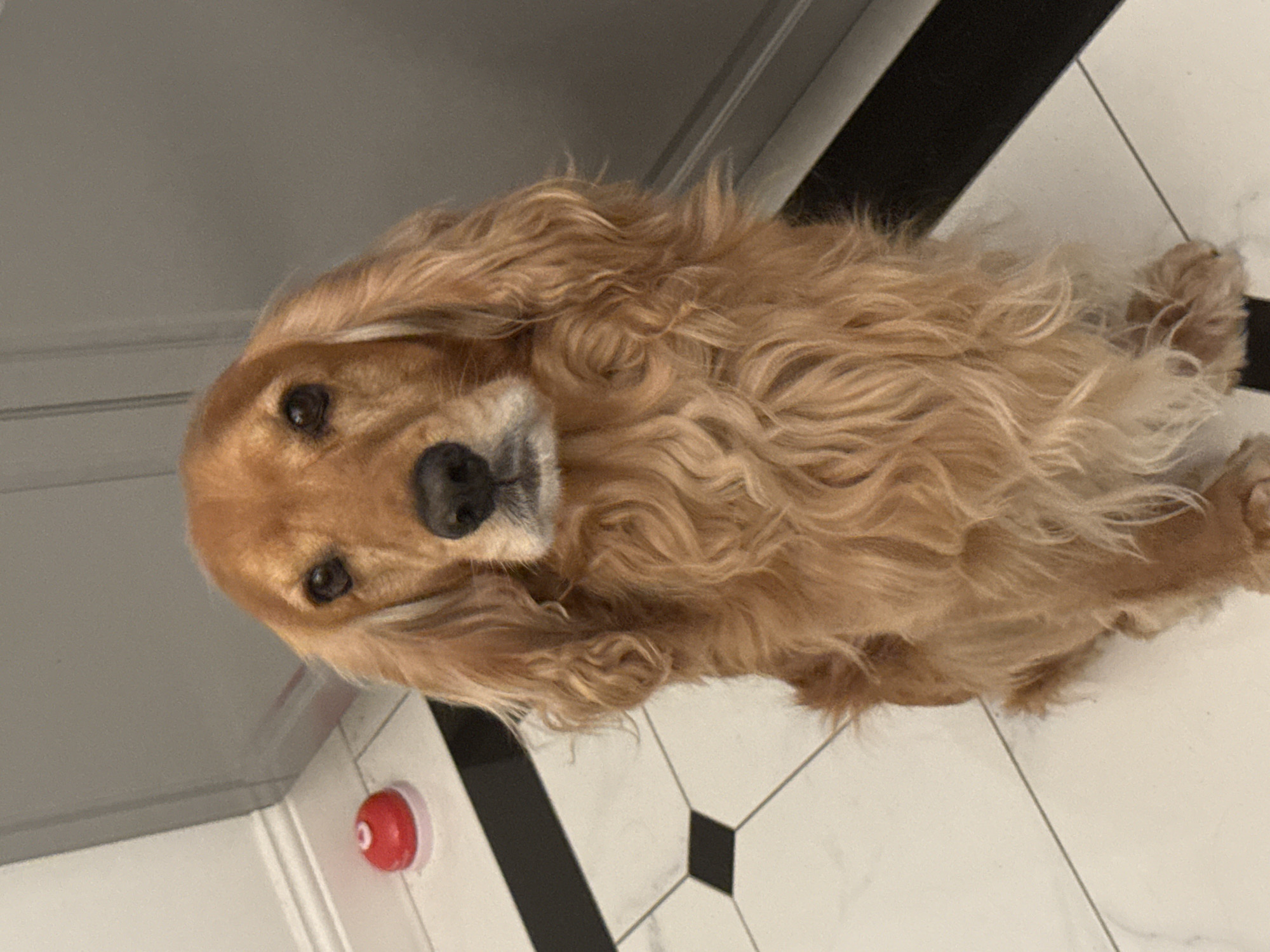 A medium shot captures a golden-colored Cocker Spaniel sitting on a white tiled floor with black accents. The dog is facing the camera, its head tilted slightly. Its fur is wavy and appears soft. To the left of the dog, a red button with a white ring is visible on the floor. Behind the dog, a grey, paneled wall and a black strip are present. The lighting suggests an indoor environment.